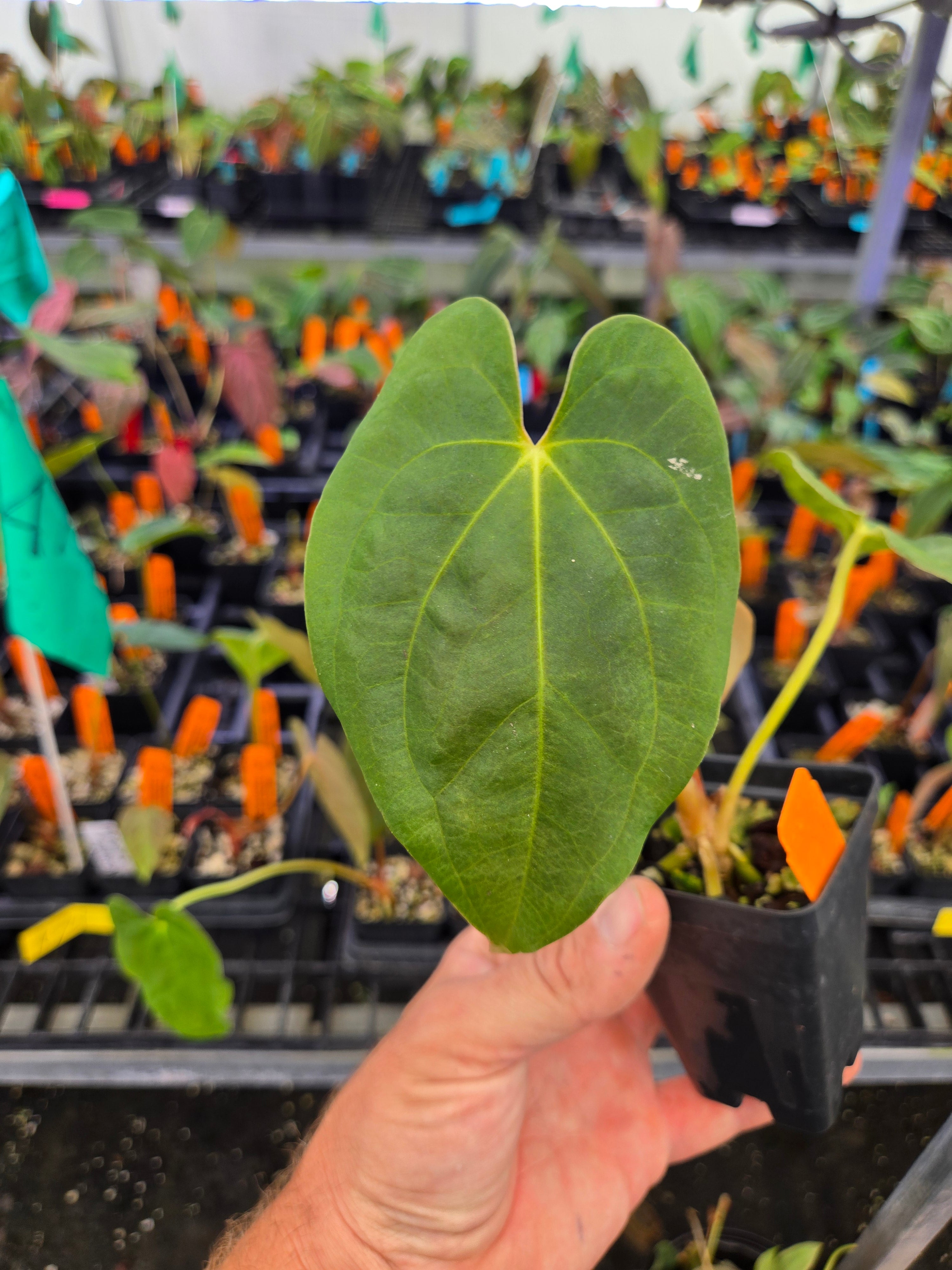 Anthurium Papillilaminum 'Dark One' x 'Golden Child' (A74) – Nice