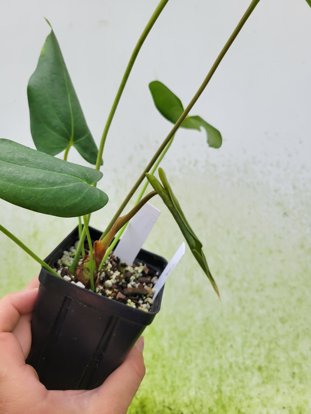 Anthurium Lucens. XL Seed Grown.  Rare Mexican Anthurium from John Banta's private collection  -#A6 - Nice Plants Good Pots