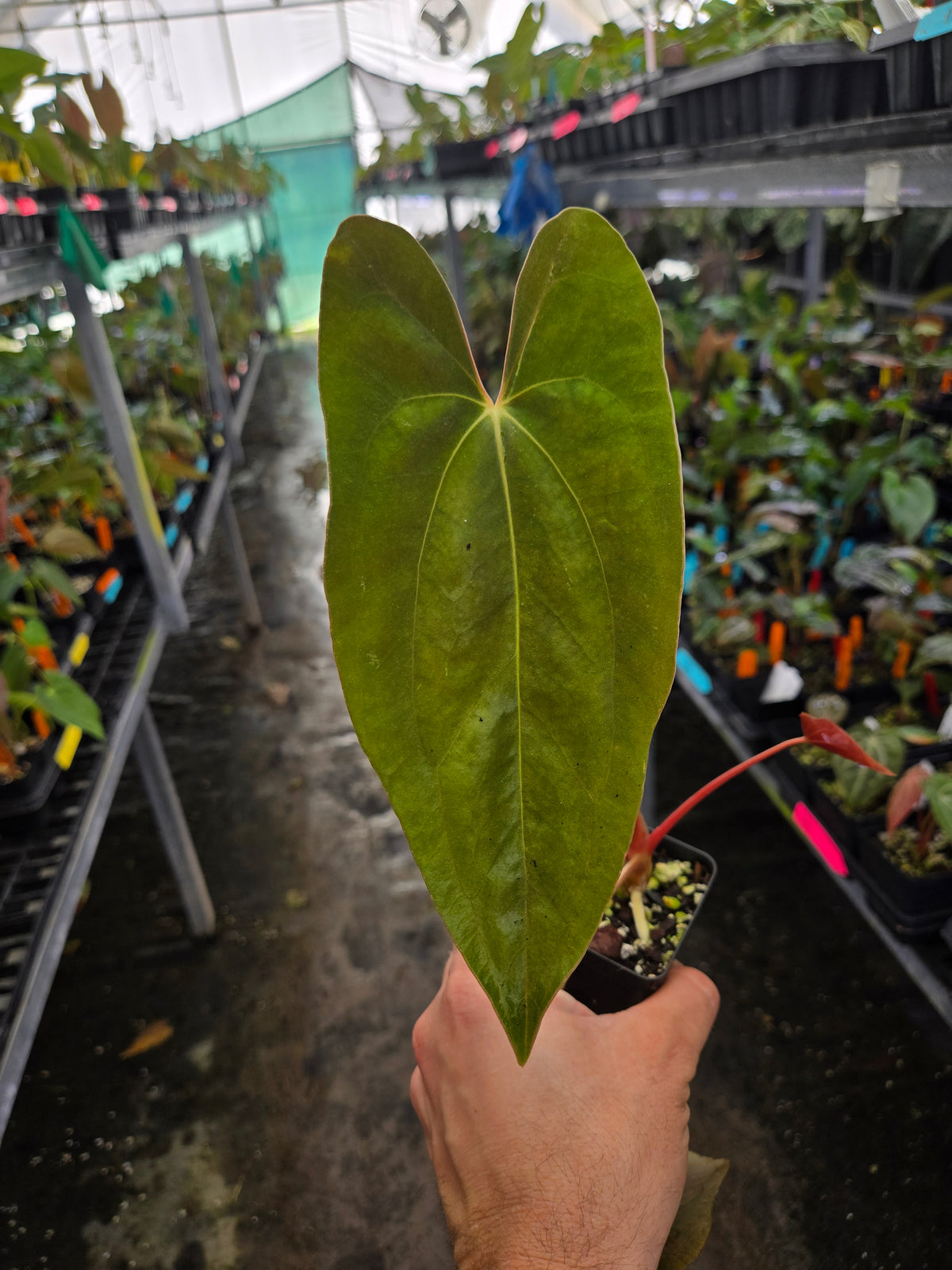 Anthurium Ree Pap Anthurium Papillilaminum 'Nice Pap #3' x open (A100) – Nice Plants Good ...