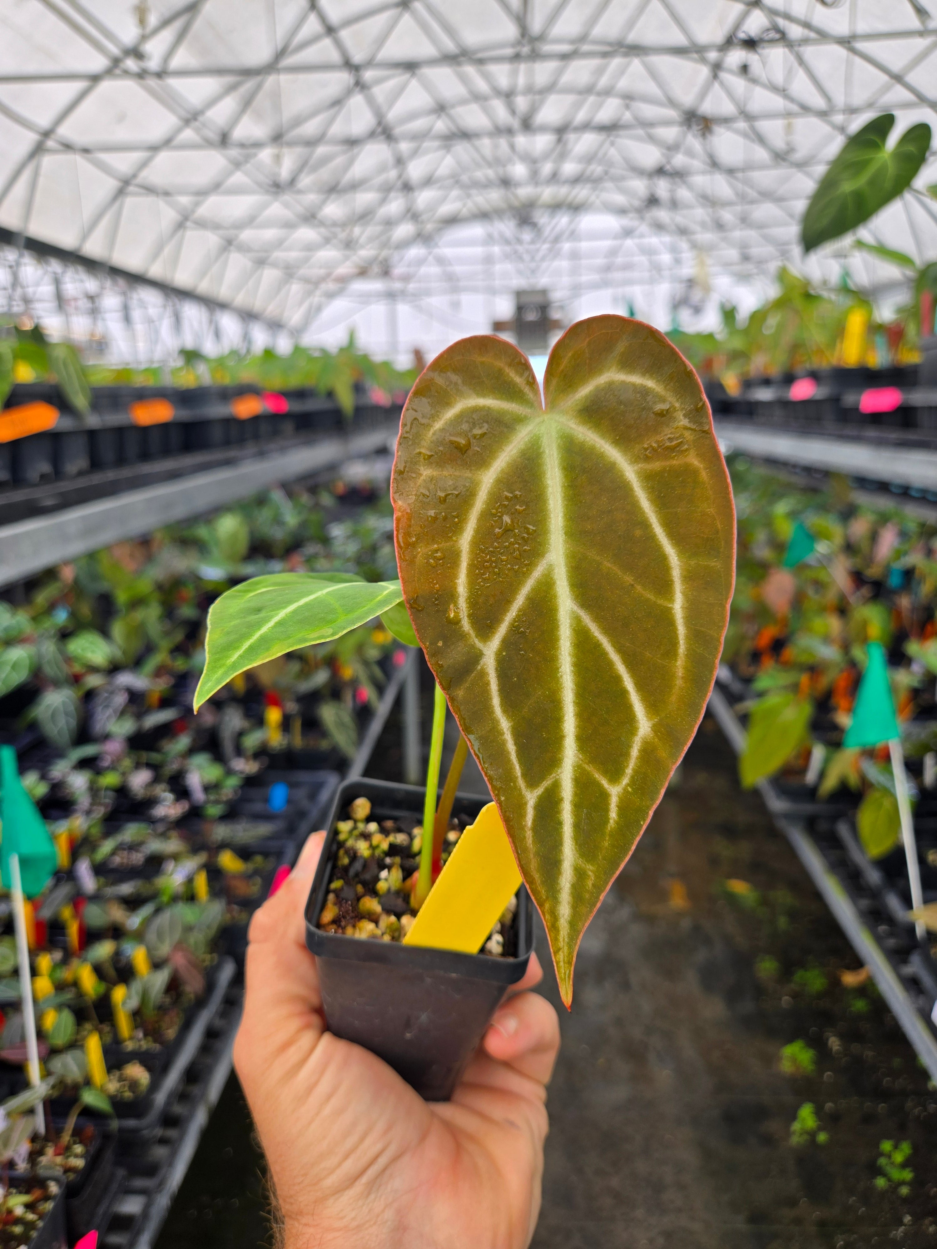 Anthurium 'Tim Anderson Stripey Mag Pap' x 'Crystal Queen' (A84)