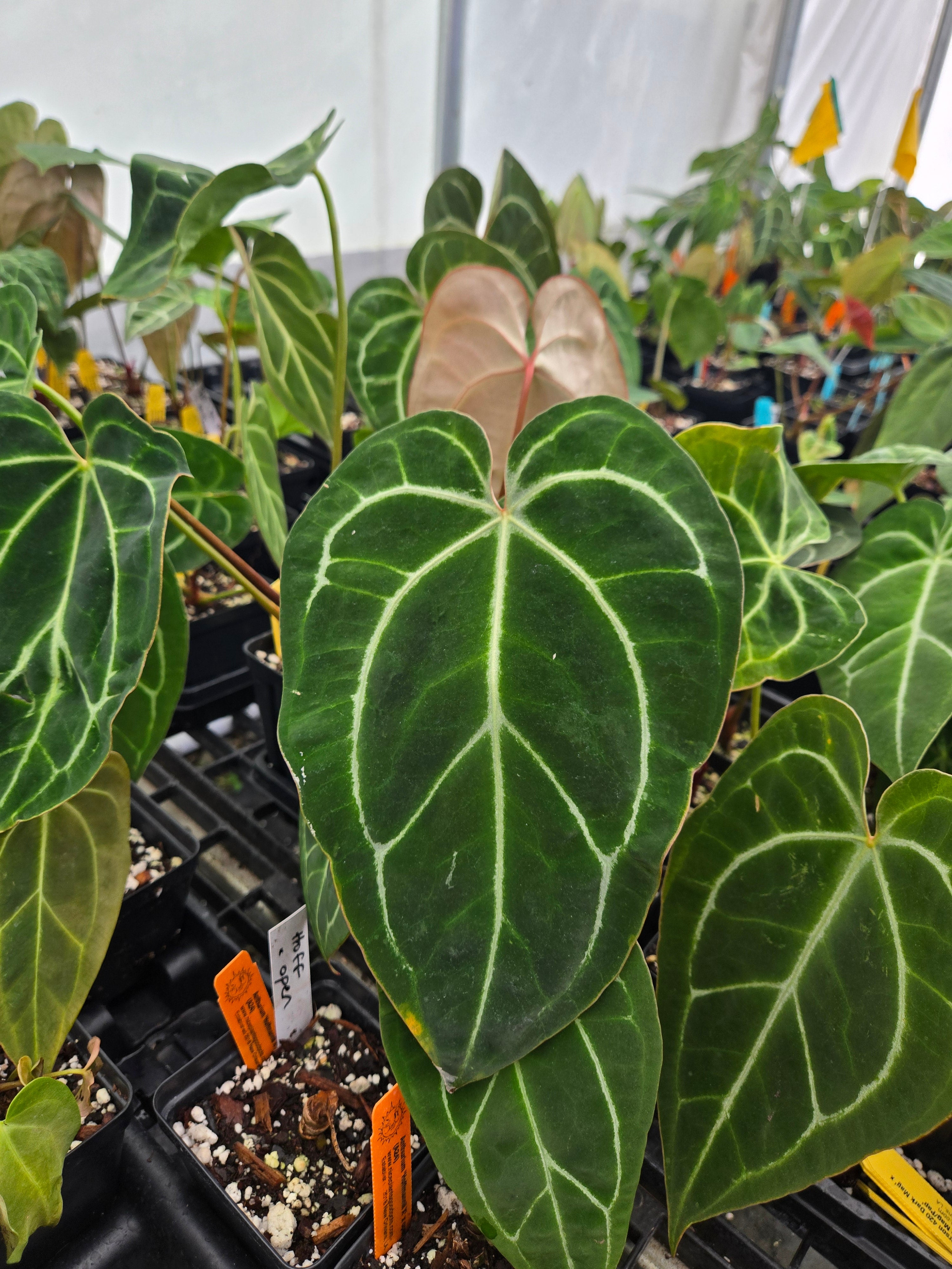 Anthurium 'Tim Anderson 420 Dark Mag' x 'Tim Anderson Stripey Mag Pap' (A26)