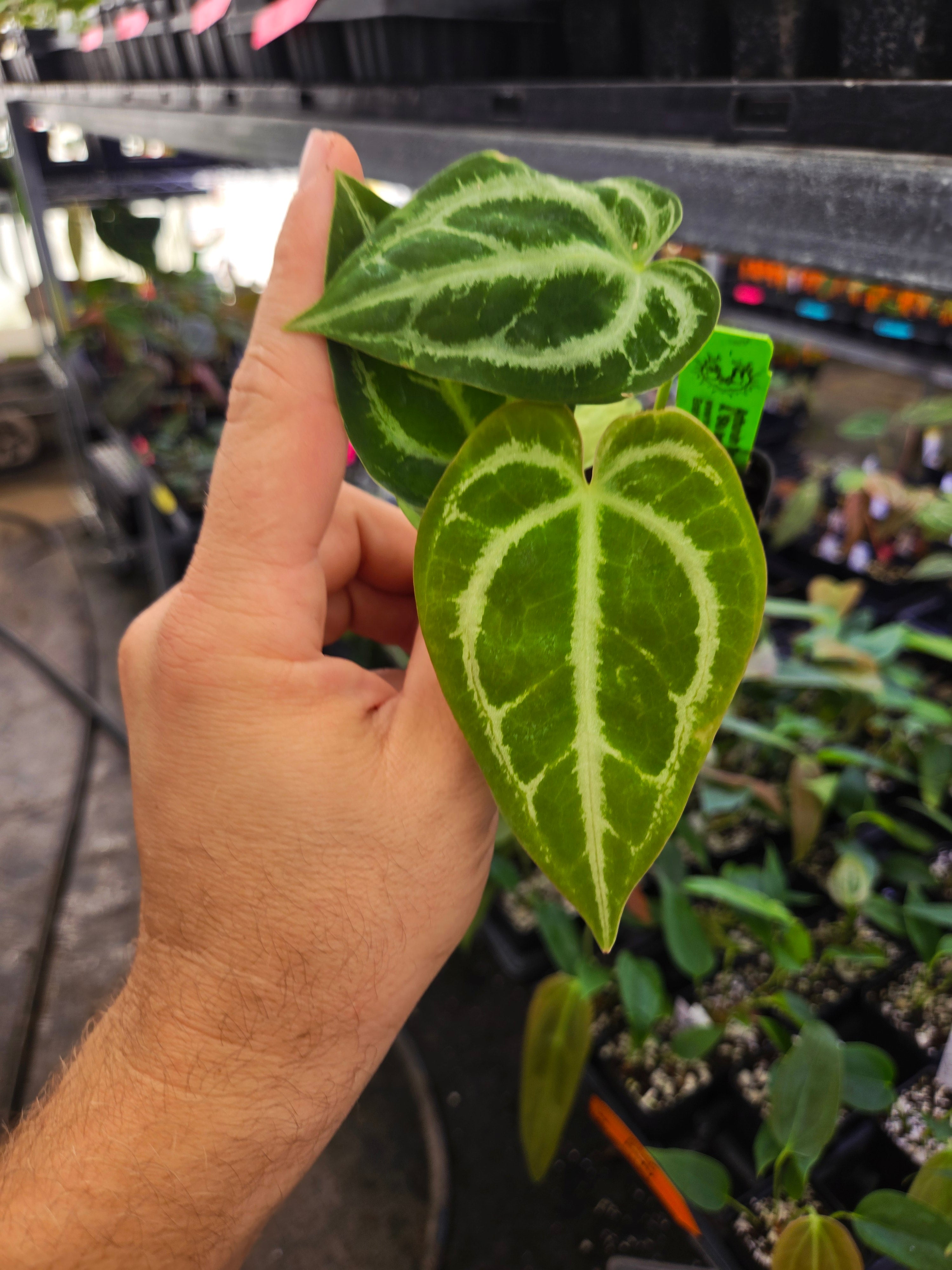 Anthurium 'Tim Anderson Dark Mag’ x (SKG Faustomirandae / Clarinervium xAOS)(A120)
