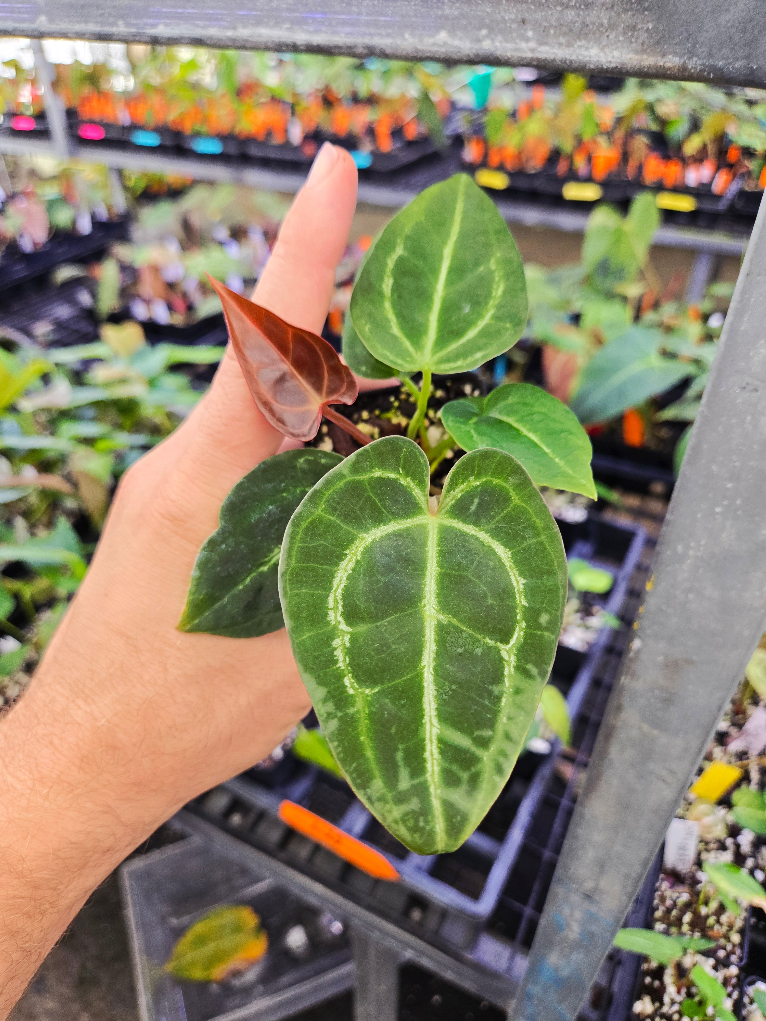 Anthurium 'Tim Anderson Dark Mag’ x (SKG Faustomirandae / Clarinervium xAOS)(A120)