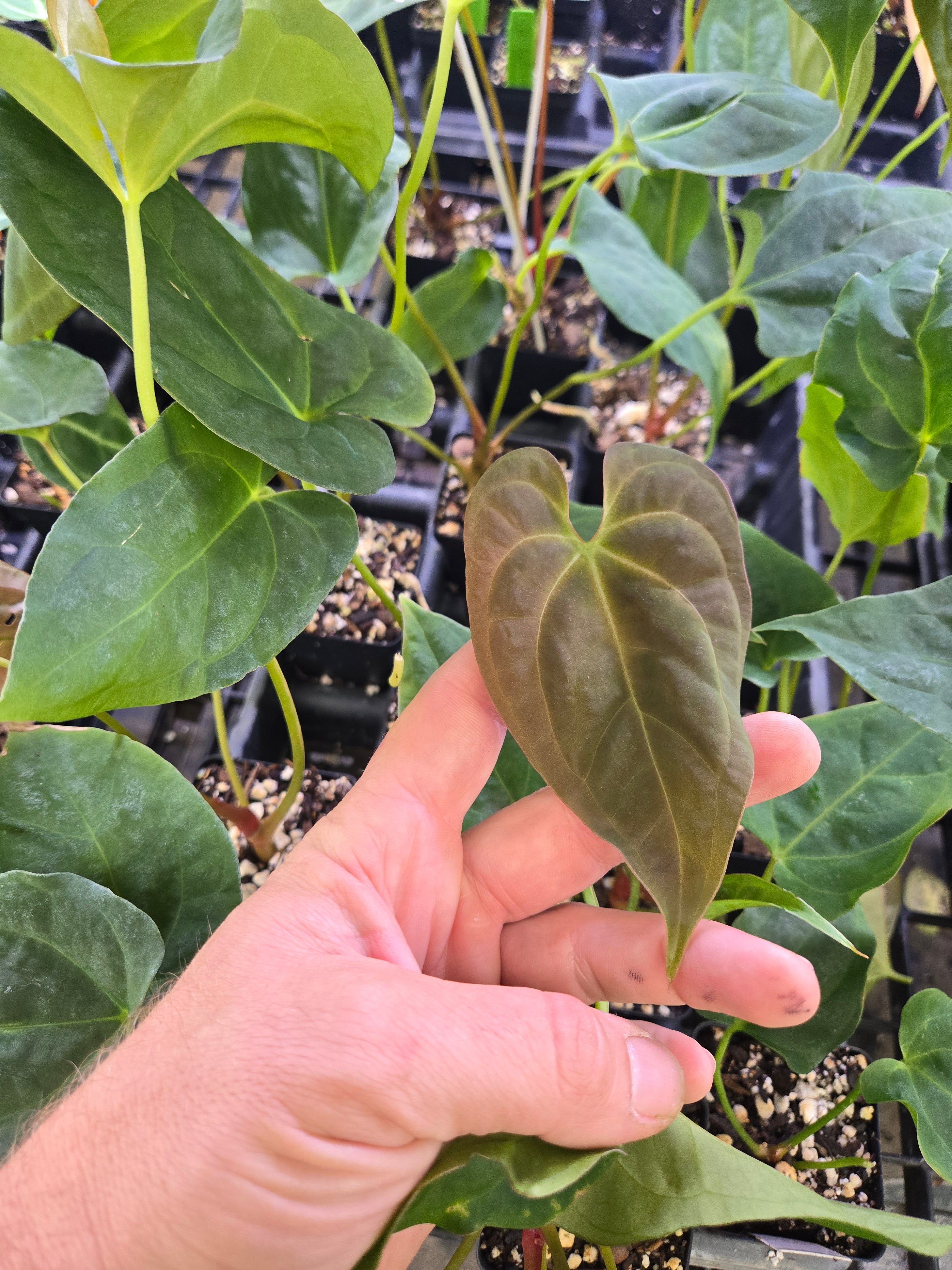 Anthurium Papillilaminum 'Ree Gardens' X ('Tim Anderson Crystal