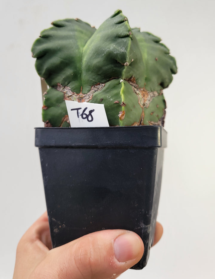 Astrophytum Myriostigma Nudum "KIKKO" . 4" pot, very established, Specimen size XXL #T68 - Nice Plants Good Pots