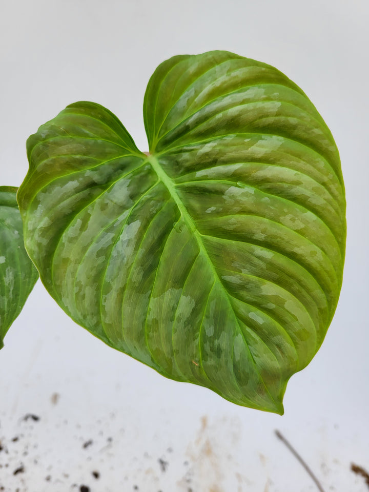 Philodendron Majestic-  The beautiful hybrid of Sodiroi x Verrucosum- Growers Choice listing
