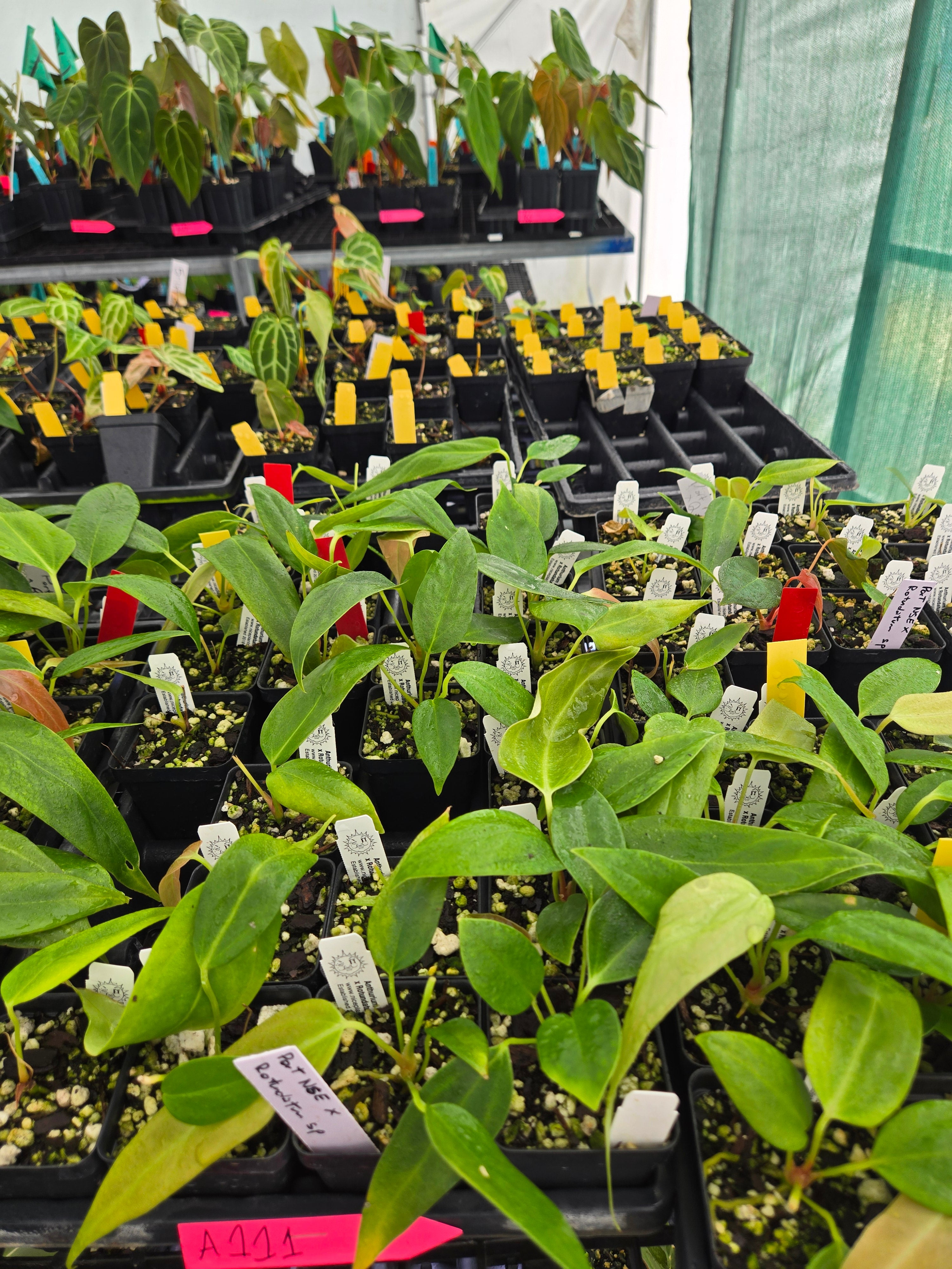 Anthurium Portillae 'NSE Dewey Fisk Clone' x Rotundatum s.p (A111)