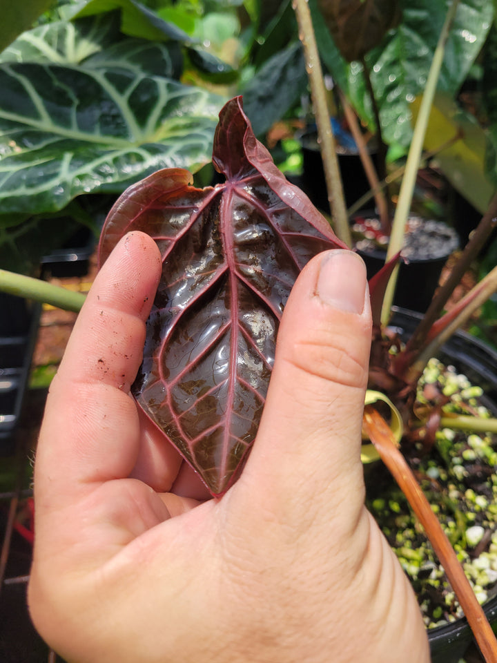 Anthurium Doc Block F2 Purple Emergent