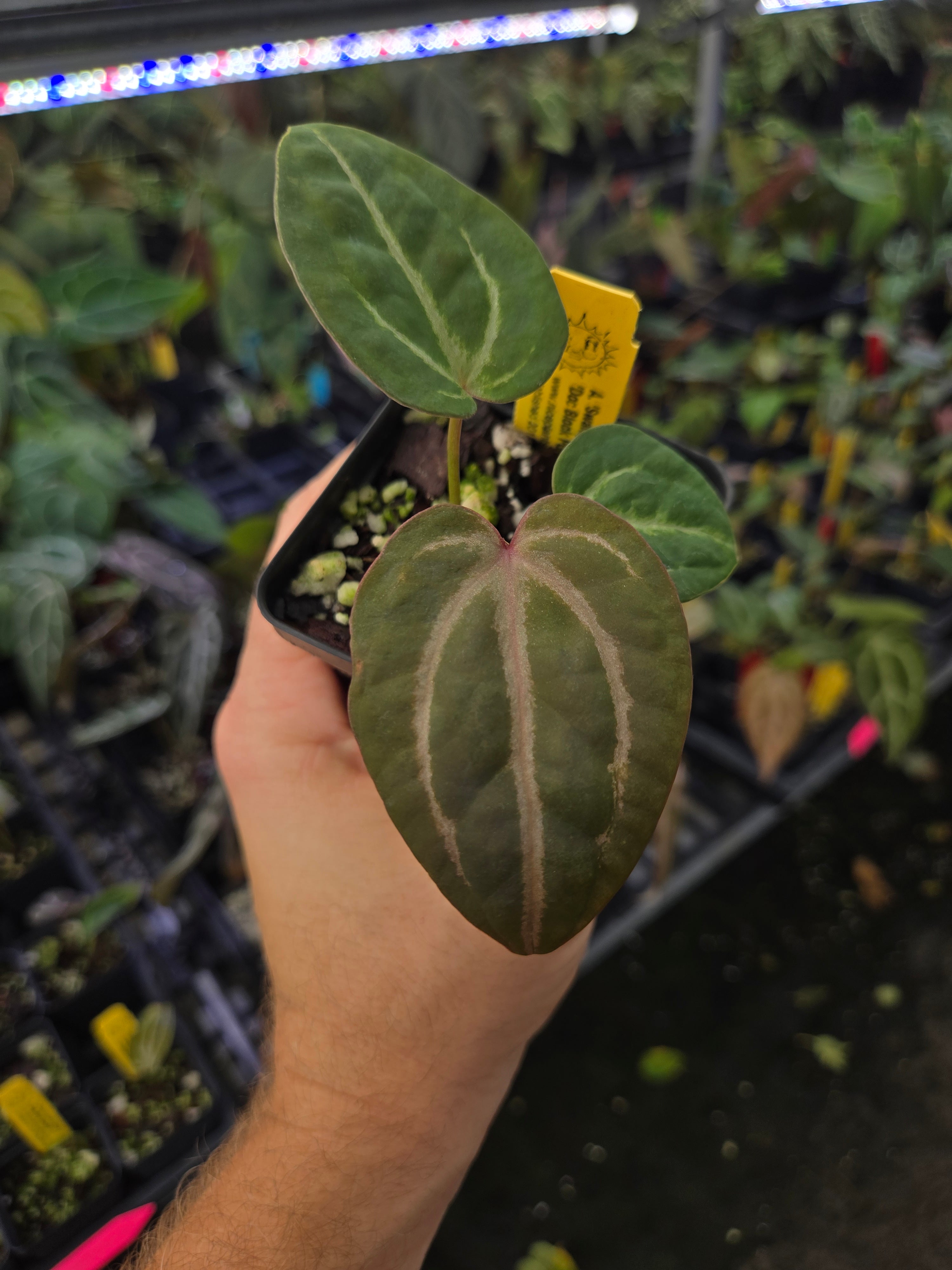 Anthurium 'Swampmannii Purple' x 'Doc Block Purple F2' (A87)