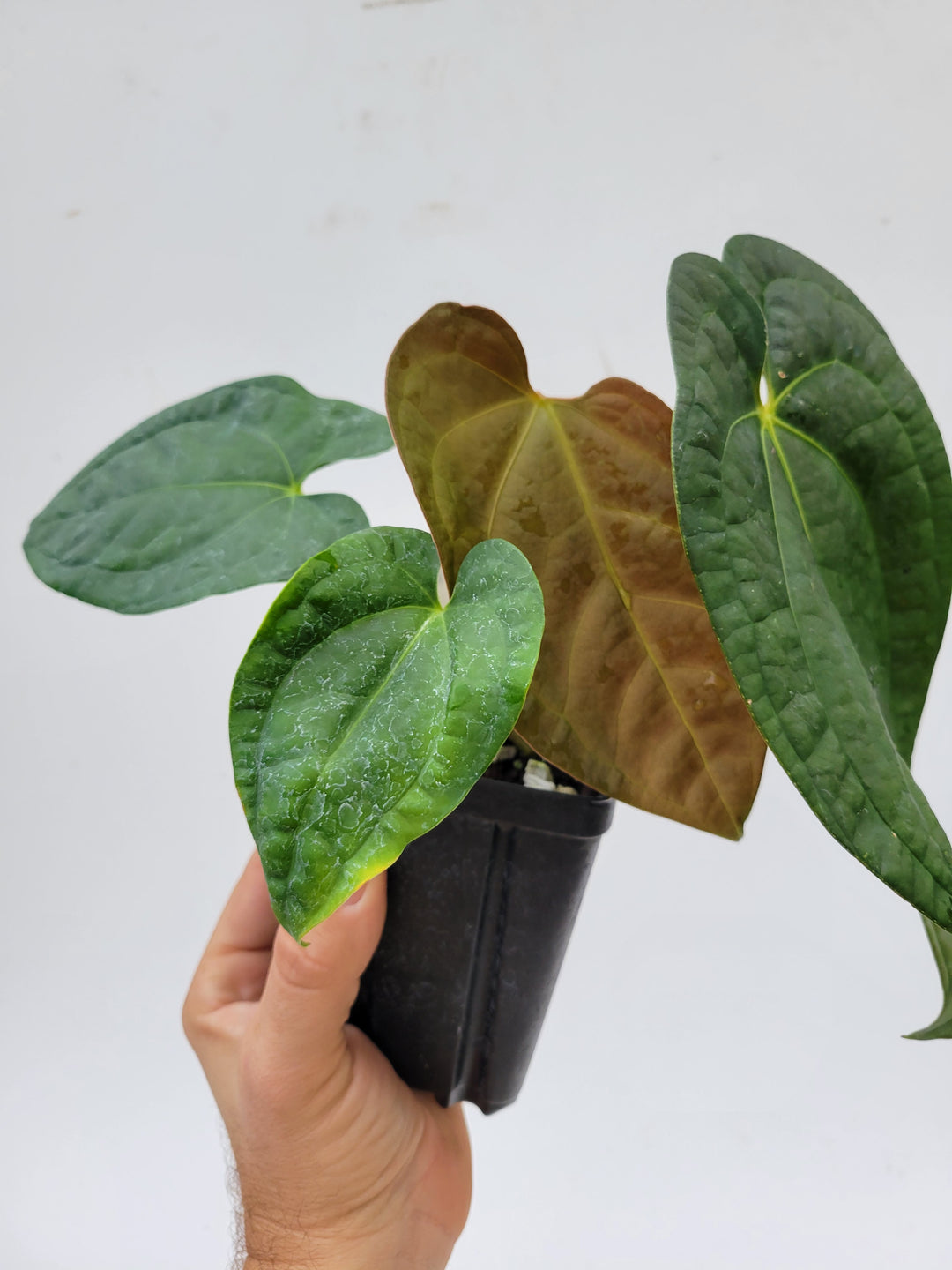 Anthurium Hoffmannii X  A. Luxurians Large Plant! ,New Hybrid by NPGP, exact plant pictured,  seed Grown. US seller, #K109 - Nice Plants Good Pots