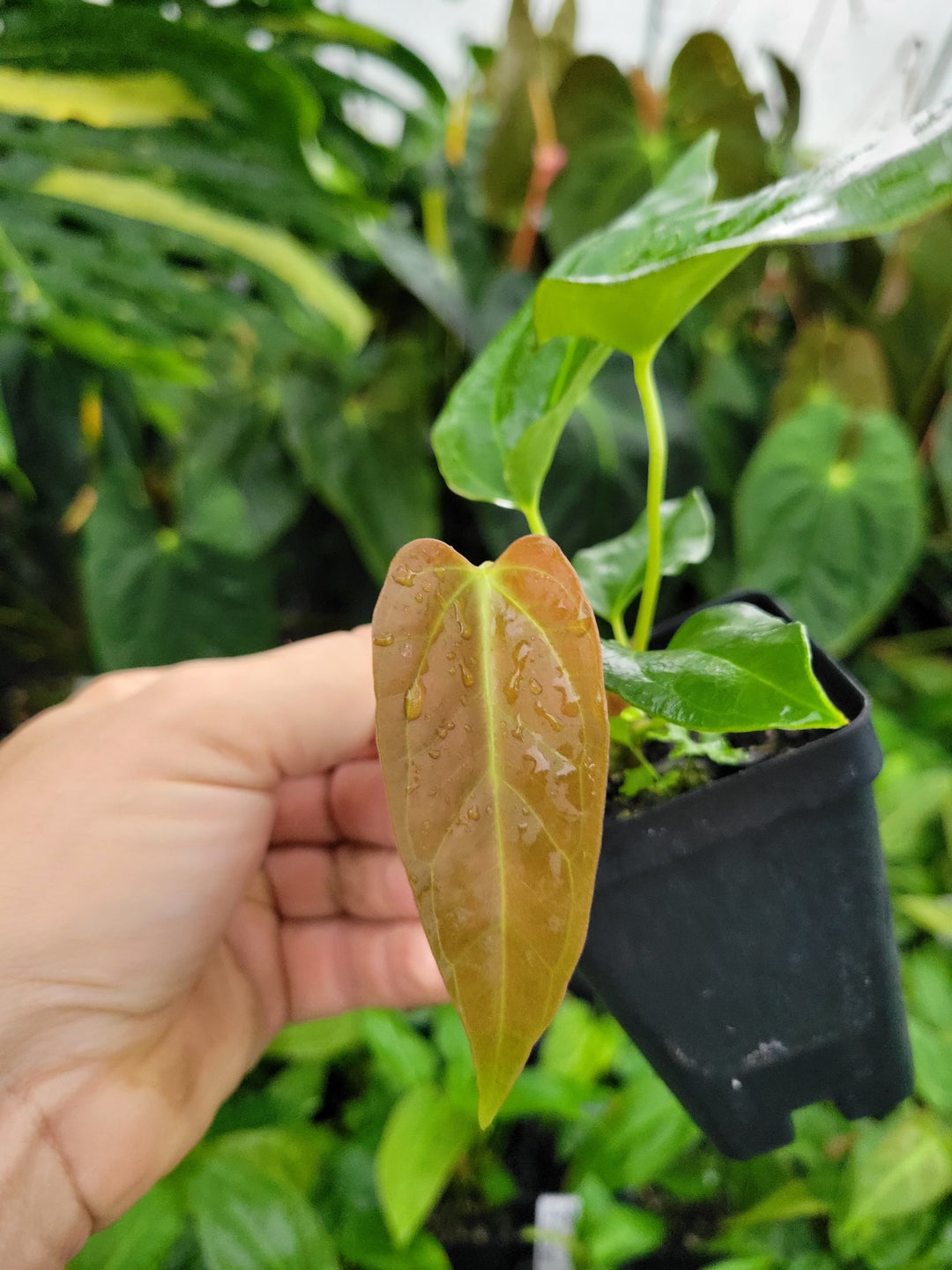 Anthurium Regale -ish x A. Papillilaminum Ree Gardens