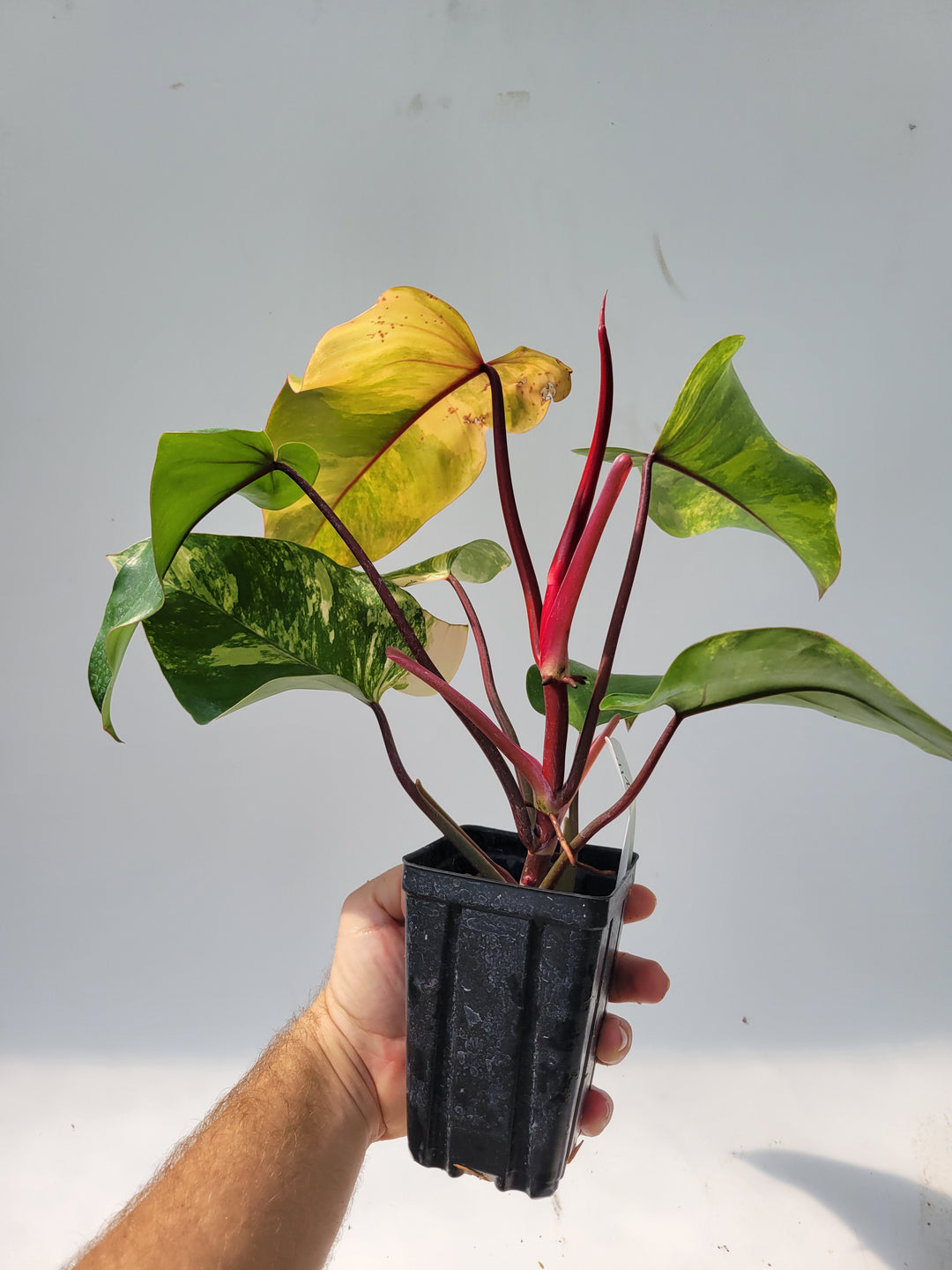 Philodendron Strawberry Shake, High Variegation unique collector specimen , established , exact plant pictured  #T43
