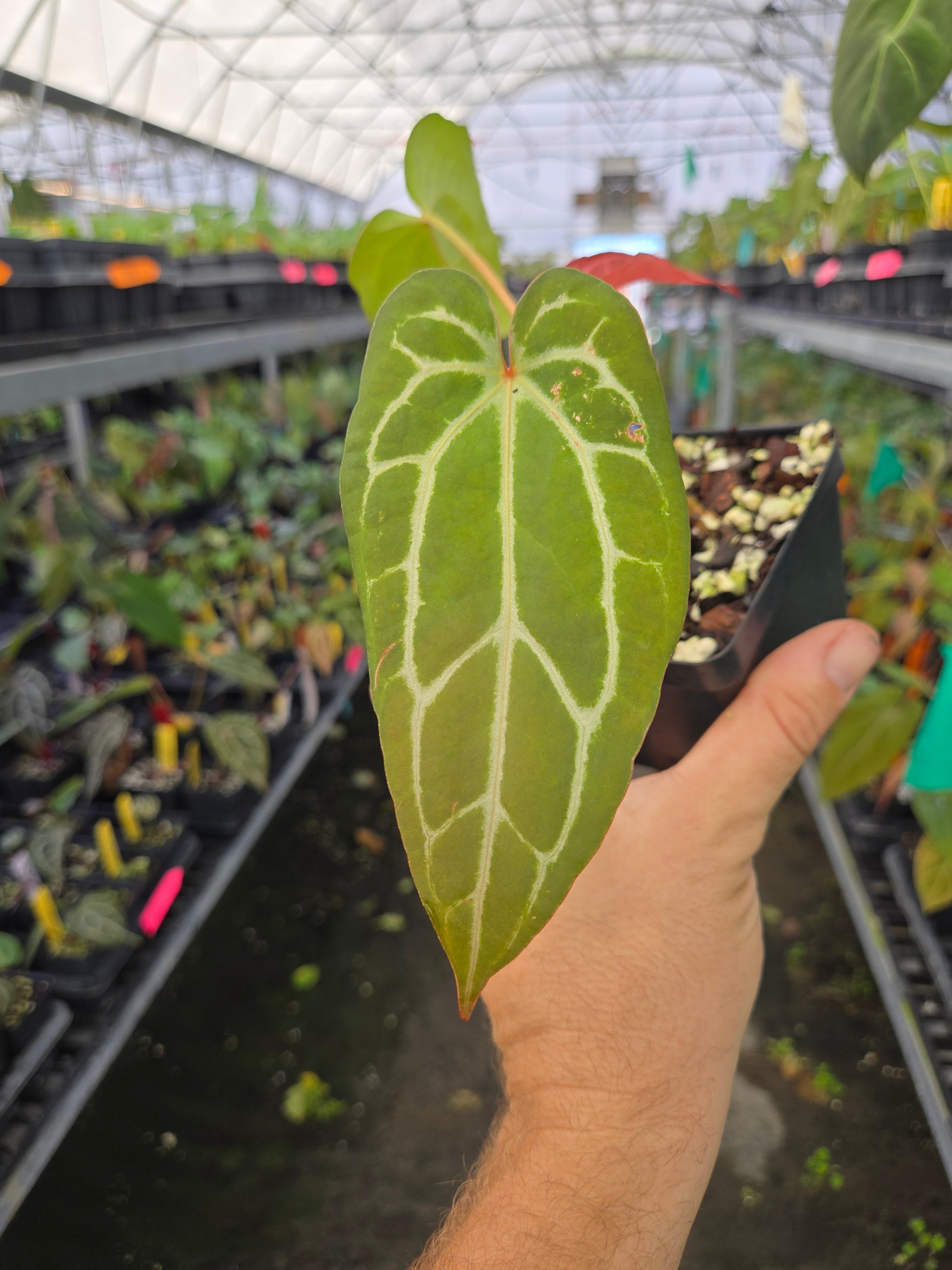 Anthurium 'Doc Block Red F2' x ('Rotundatum X' / 'Doc Block Purple F2') (A86)