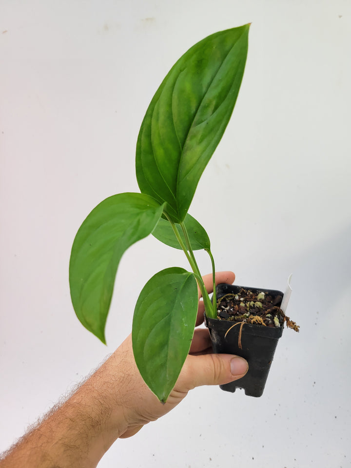 Monstera Obliqua Bolivian Form.  US seller- L18 - Nice Plants Good Pots