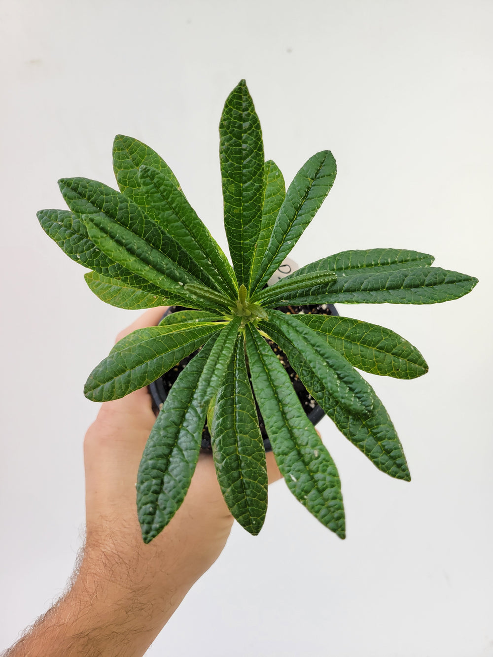 Dorstenia gigas. A Unique Caudex Semitropical Fig -  #D3 - Nice Plants Good Pots