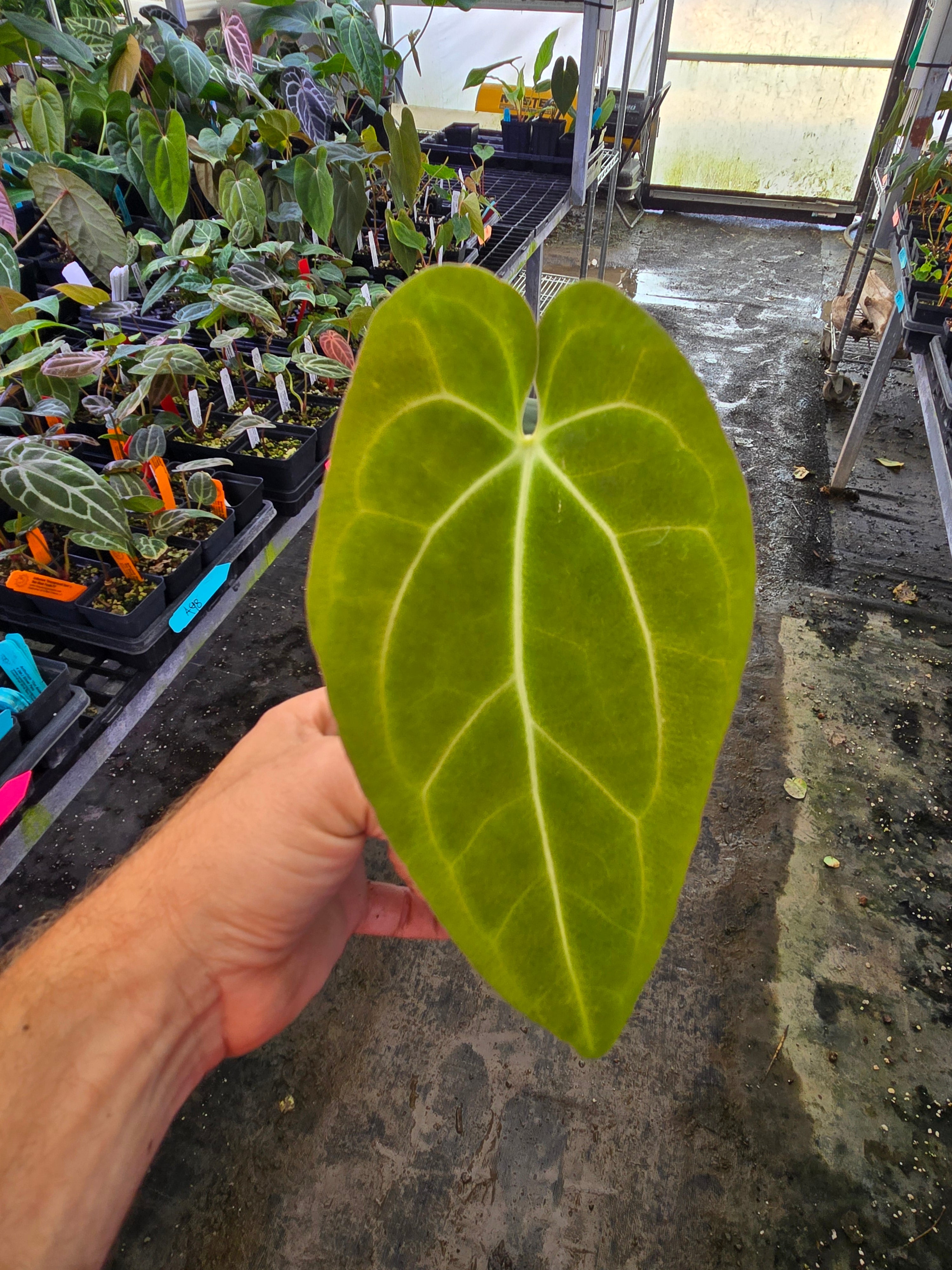 Anthurium ‘Goldenchild F2’ x (Papillilaminum 'Ree Gardens’/‘Doc Block Purple F2') (A103)