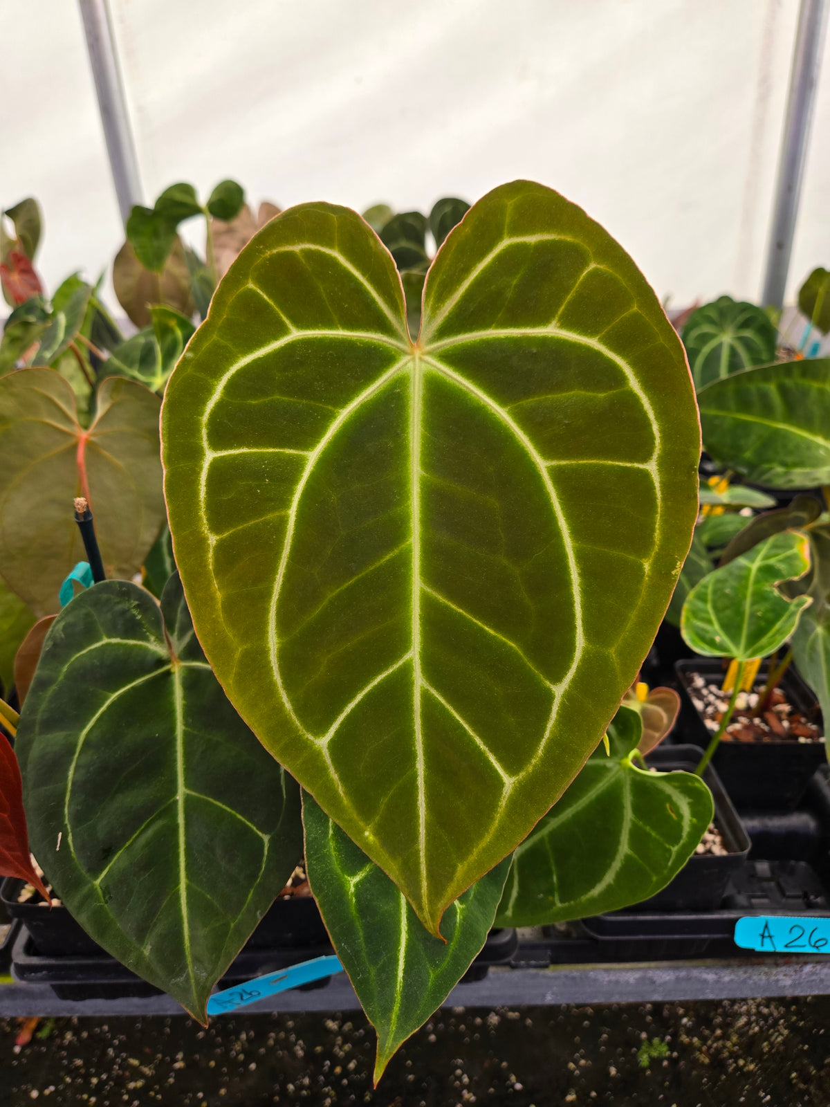 anthurium dark sports Anthurium 'Tim Anderson 420 Dark Mag' X 'Tim Anderson Stripey Mag Pap' – Nice Plants Good Pots