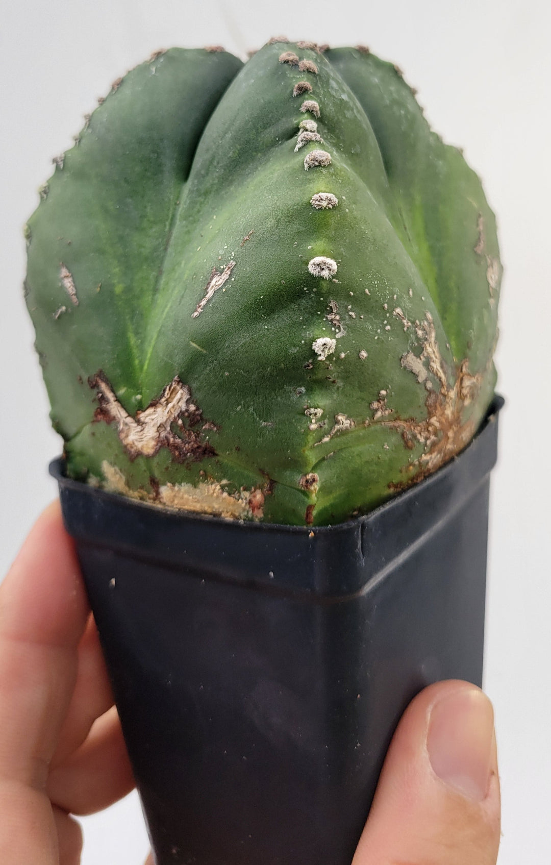 Astrophytum Myriostigma Nudum , Very unusual growth habit . 2.5" pot, very established, Specimen size#T65 - Nice Plants Good Pots