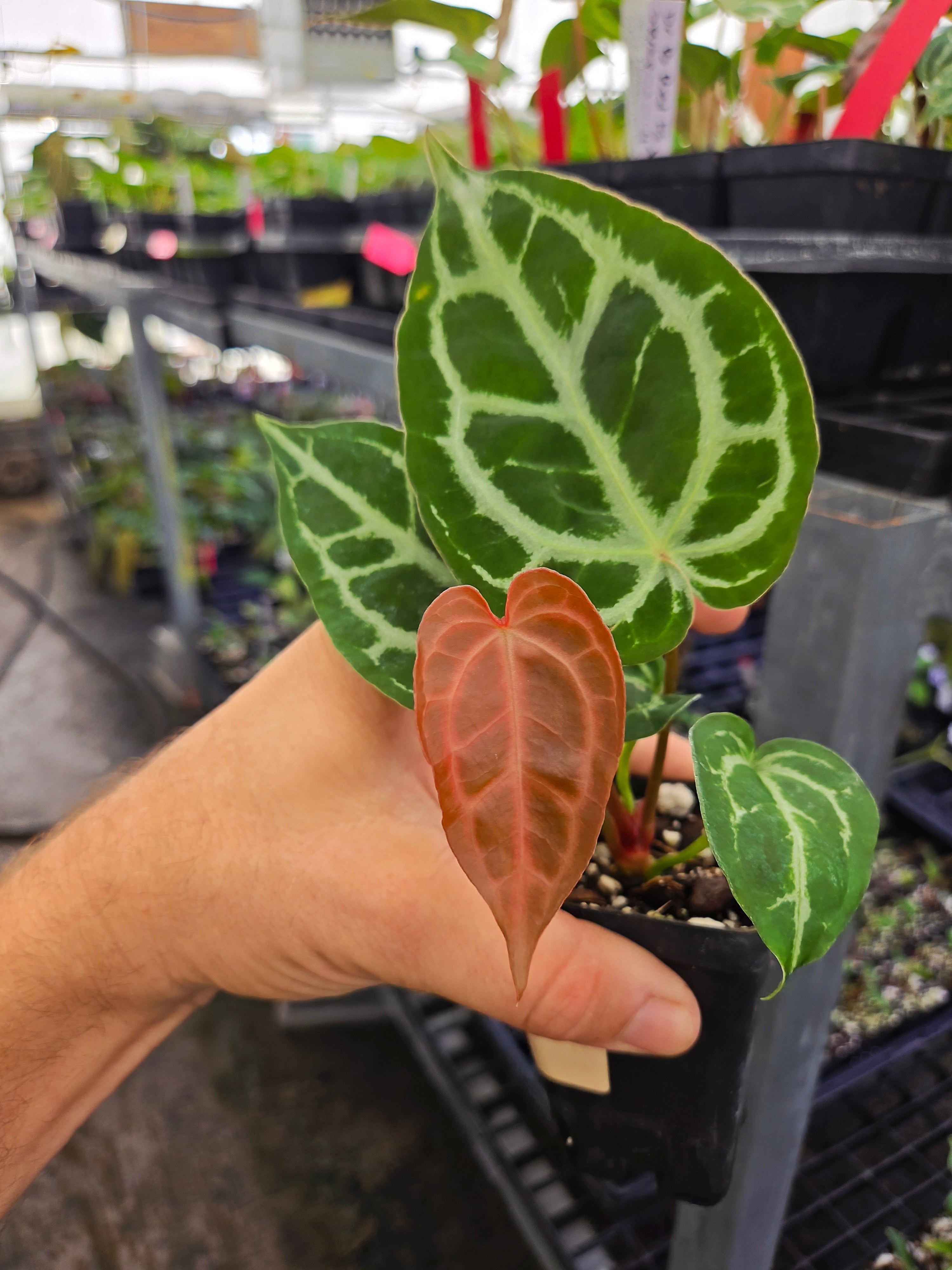 Anthurium 'Doc Block Red F2' x 'Swampmannii #4' (A118)