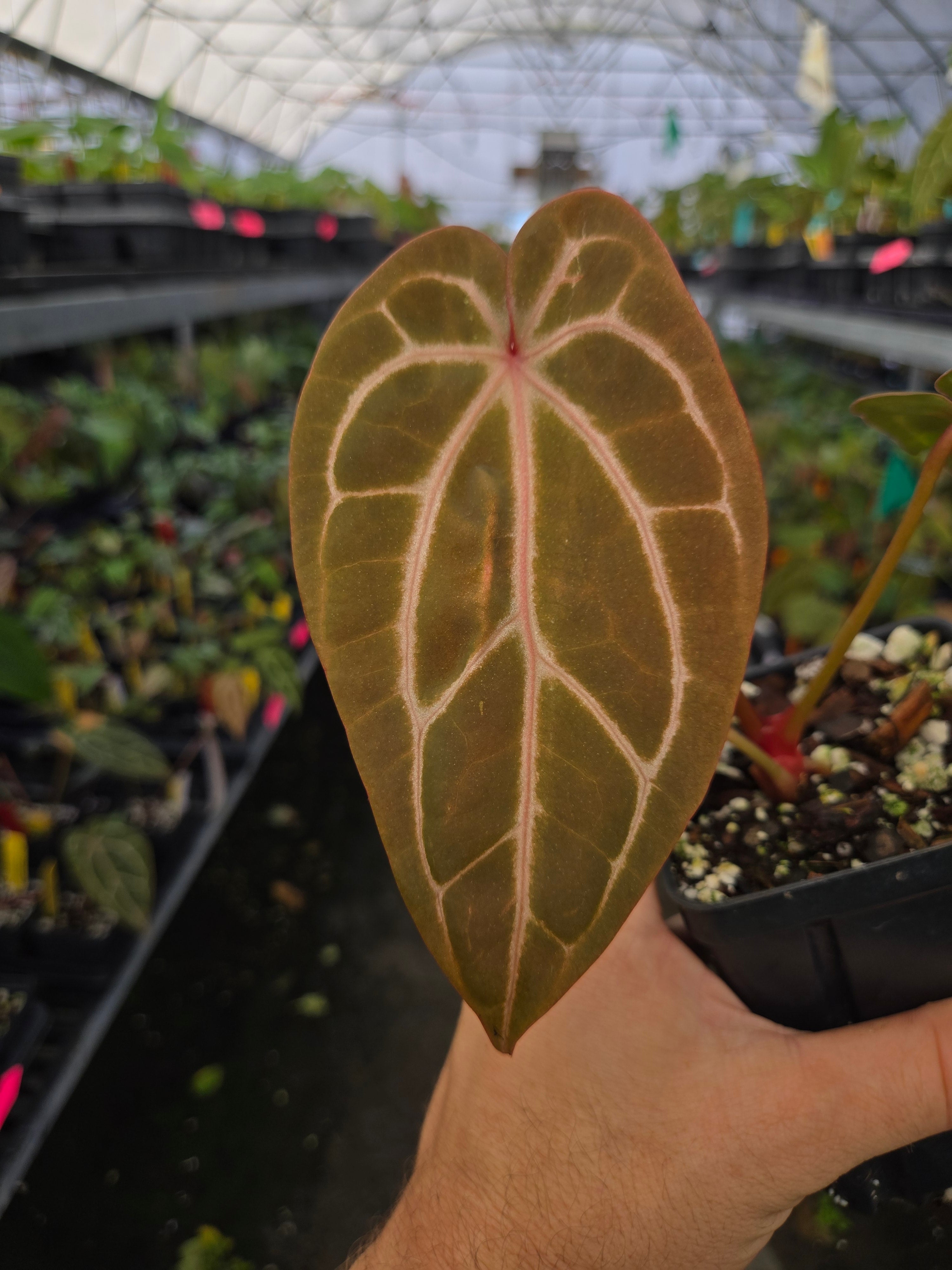 Anthurium 'Doc Block Red F2' x ('Rotundatum X' / 'Doc Block Purple F2') (A86)