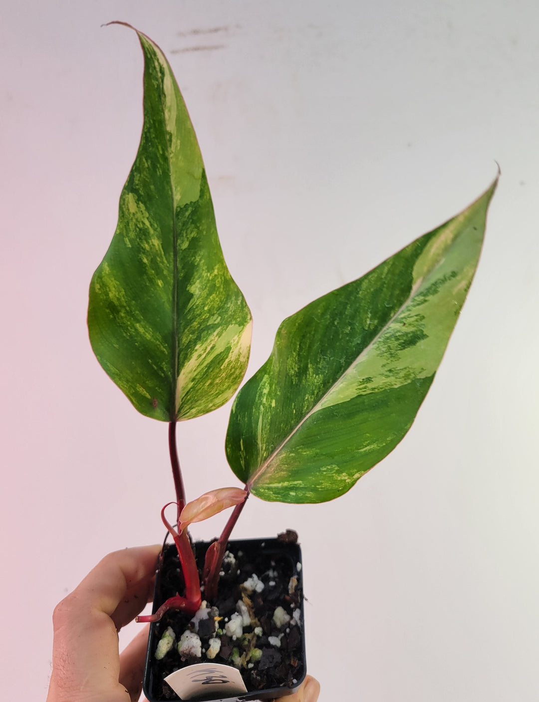 Philodendron Strawberry Shake, High Variegation,  unique collector specimen, established, exact plant picture #k30