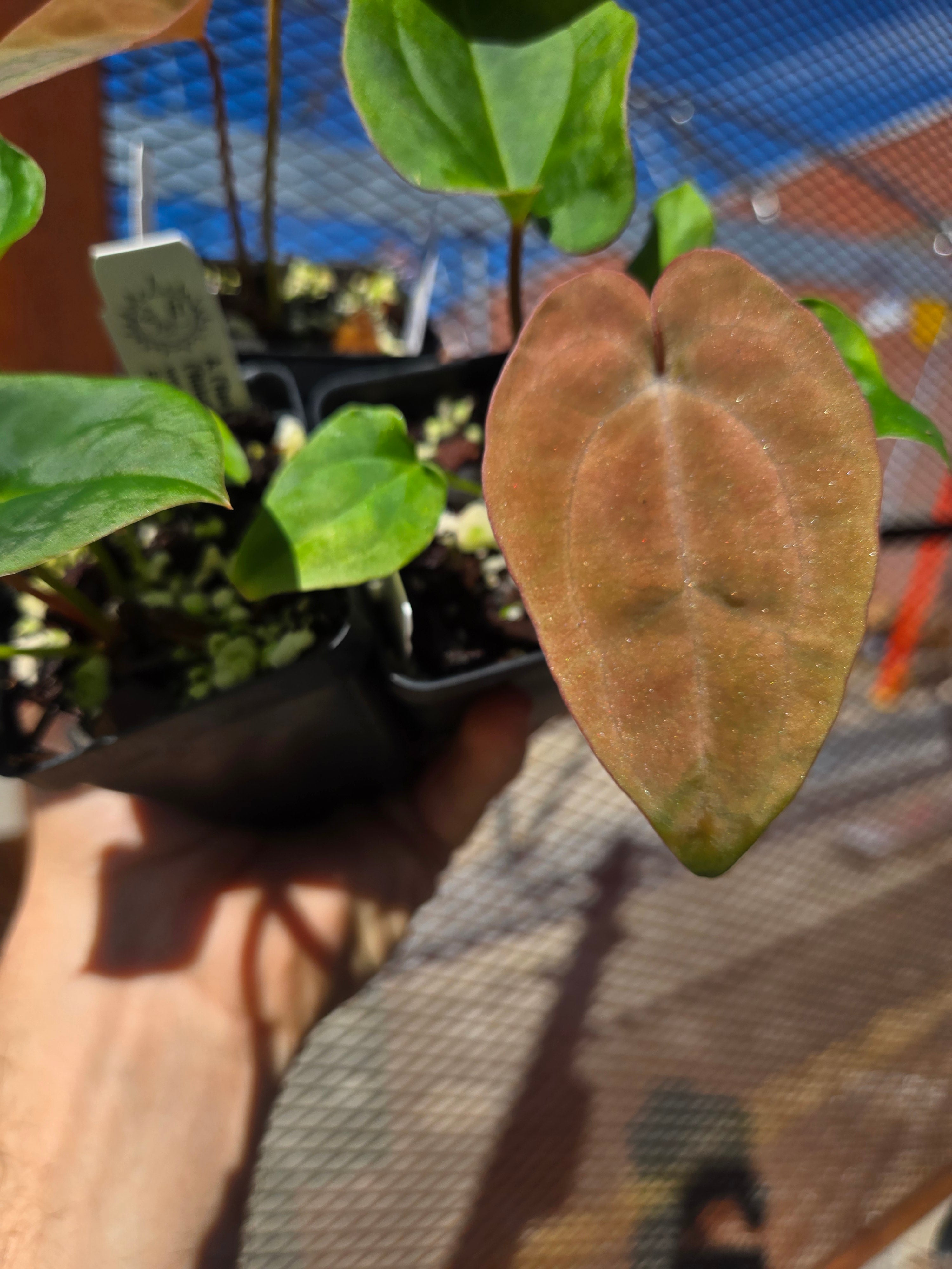 Anthurium ('Ree Gardens Dresslerei' / 'R.G Papillilaminum') x ('Rotundatum X'/'Doc Block Purple F2') (A147))