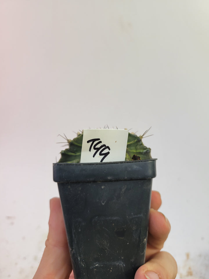 Gymnocalycium mihanovichii var. friedrichii Long Spine rooted & established, (Deaw Cactus ) Flowering Size!  Beautiful purple cactus#t49 - Nice Plants Good Pots
