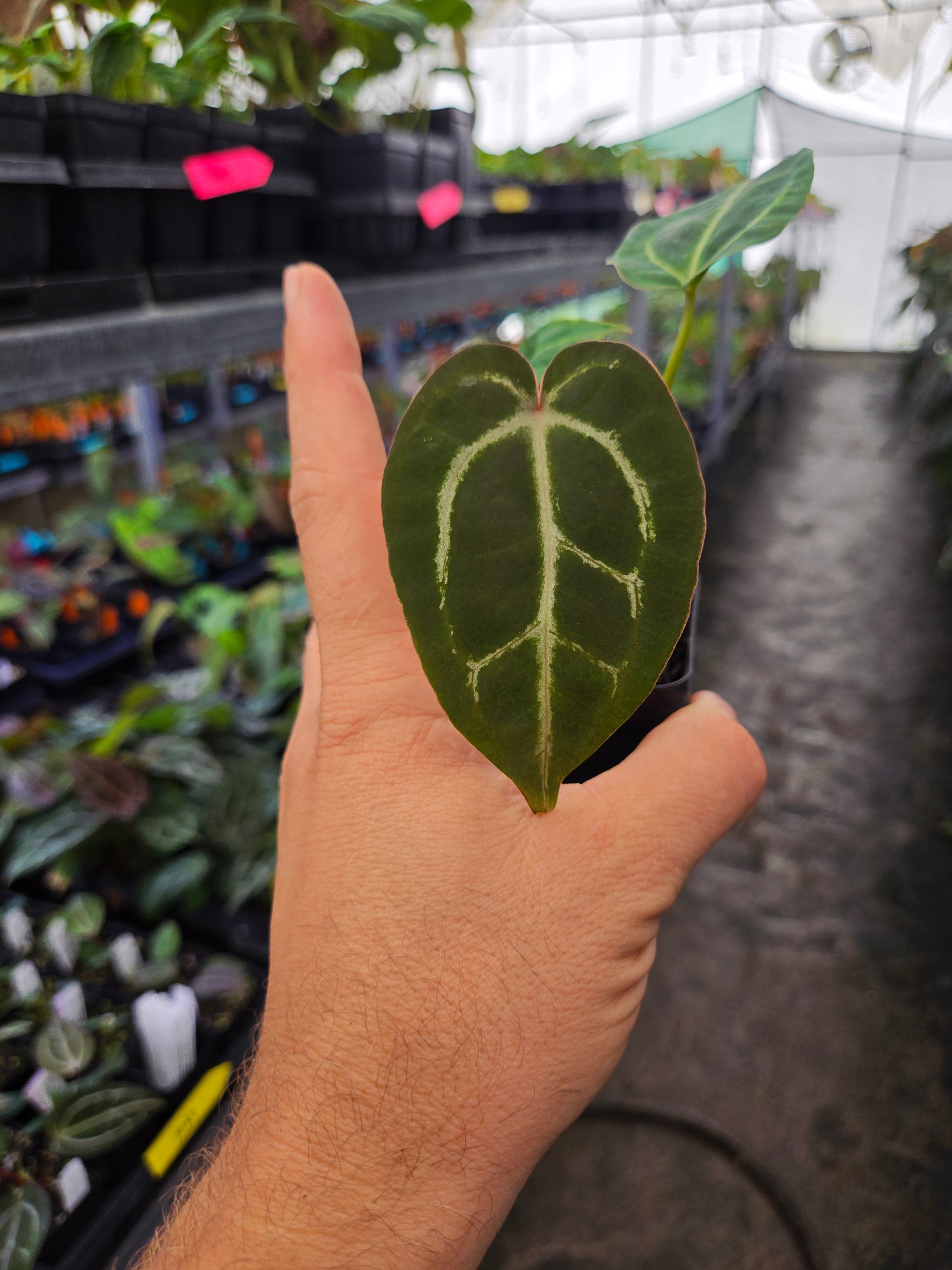 Anthurium 'Swampmannii Red' X 'Crystal Queen #2' (A122) – Nice