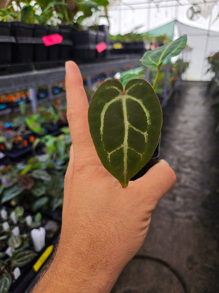Anthurium 'Swampmannii Red' x 'Crystal Queen #2' (A122) – Nice