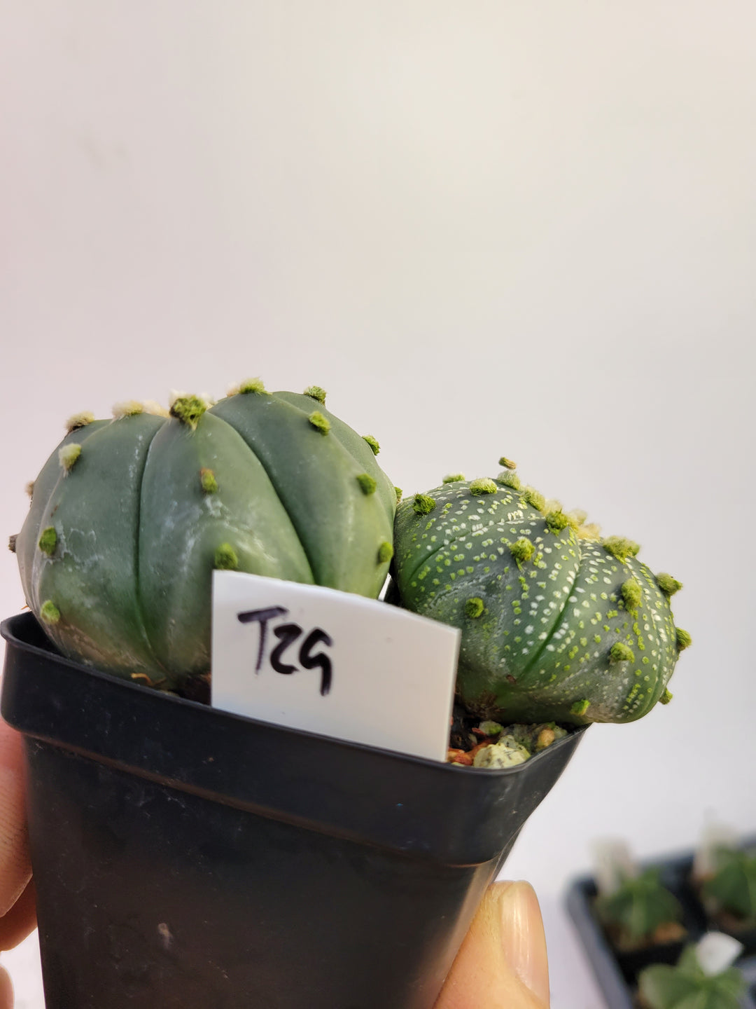 Astrophytum asterias cv. Superkabuto, rooted and established Deaw Cactus- Flowering Seed Grown#T29 - Nice Plants Good Pots