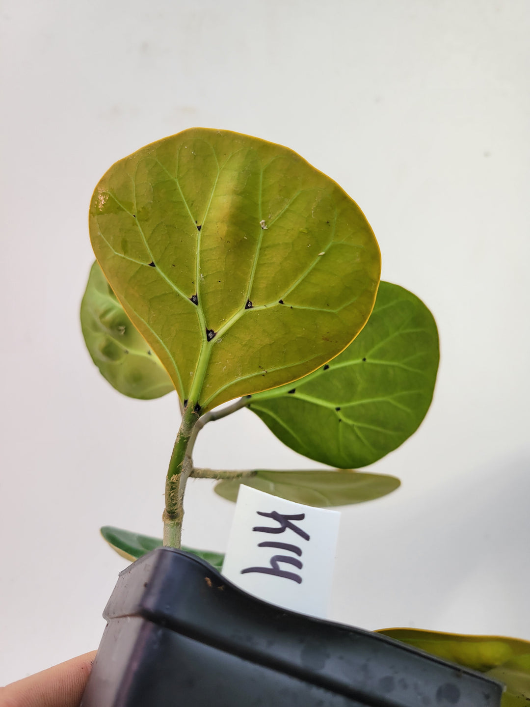 Ficus Deltoidea XLarge Fairchild Garden Form. RARE epiphytic fig #L14 - Nice Plants Good Pots