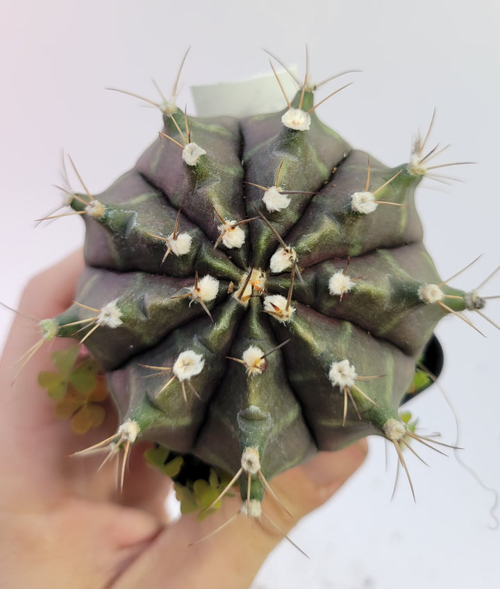 Gymnocalycium mihanovichii var. friedrichii Long Spine rooted & established, (Deaw Cactus ) Flowering Size!  Beautiful purple cactus#t48 - Nice Plants Good Pots