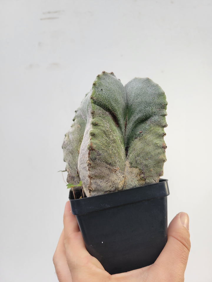 Astrophytum Myriostigma . 4" pot, very established, Specimen size XXL  #T60 - Nice Plants Good Pots