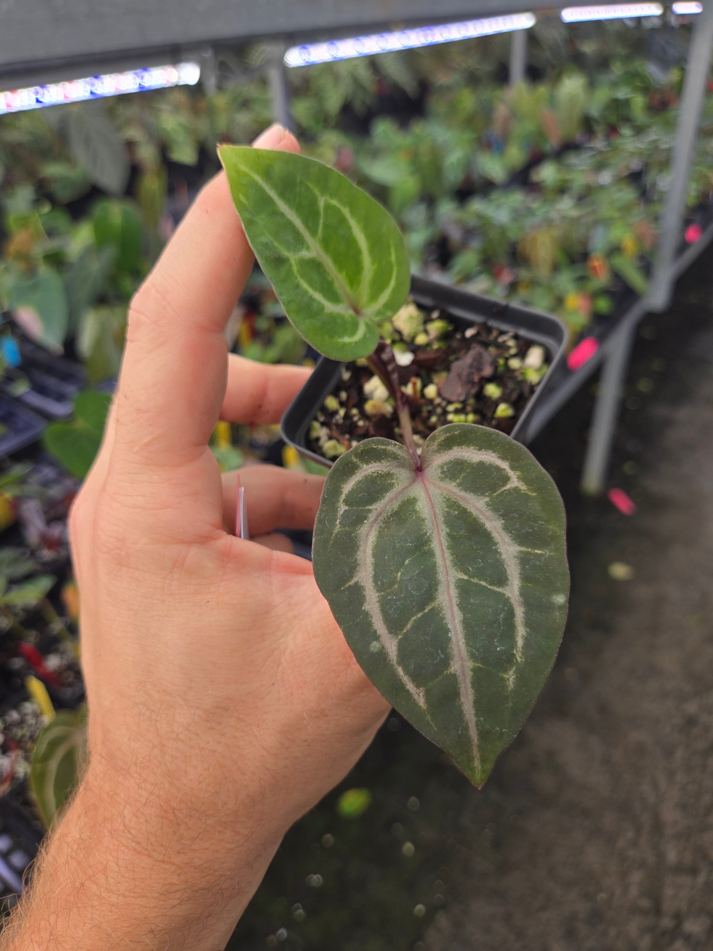 Anthurium 'Swampmannii Purple' x 'Doc Block Purple F2' (A87)