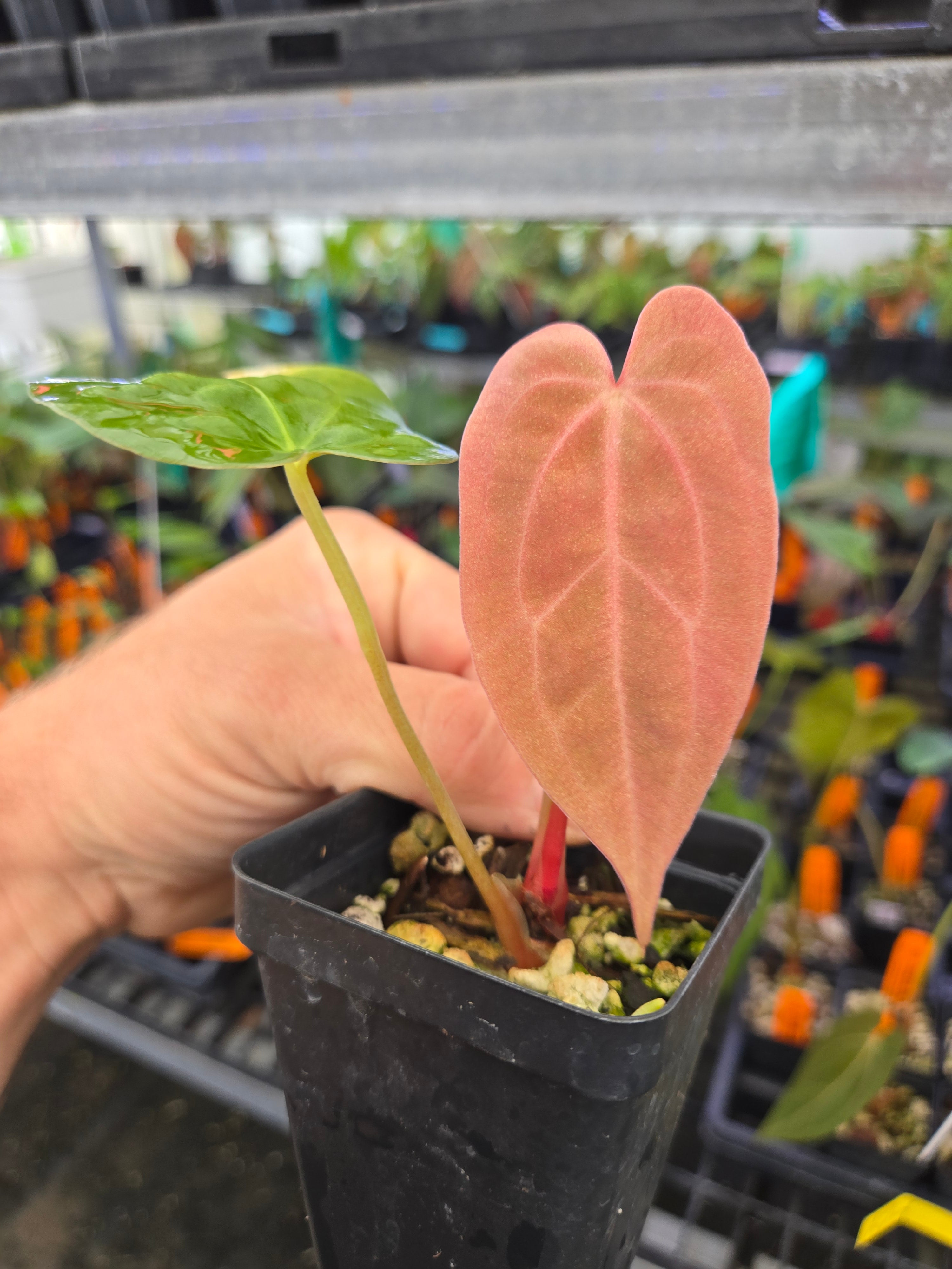 Anthurium Papillilaminum 'Dark One' x 'Golden Child' (A74) – Nice