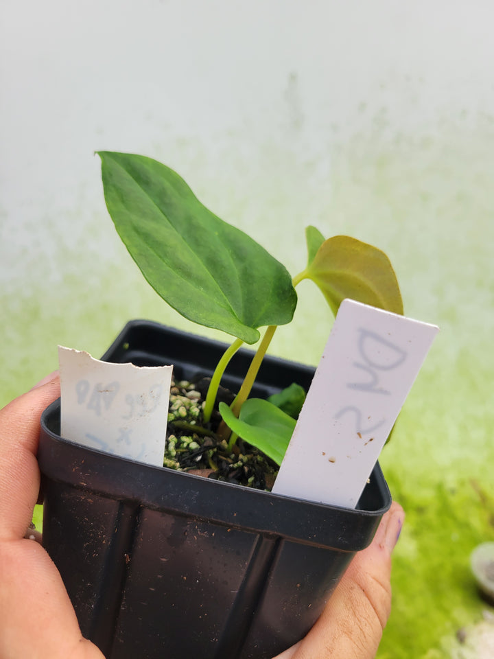 Anthurium Ree Gardens Papillilaminum x Self - #D45 - Nice Plants Good Pots
