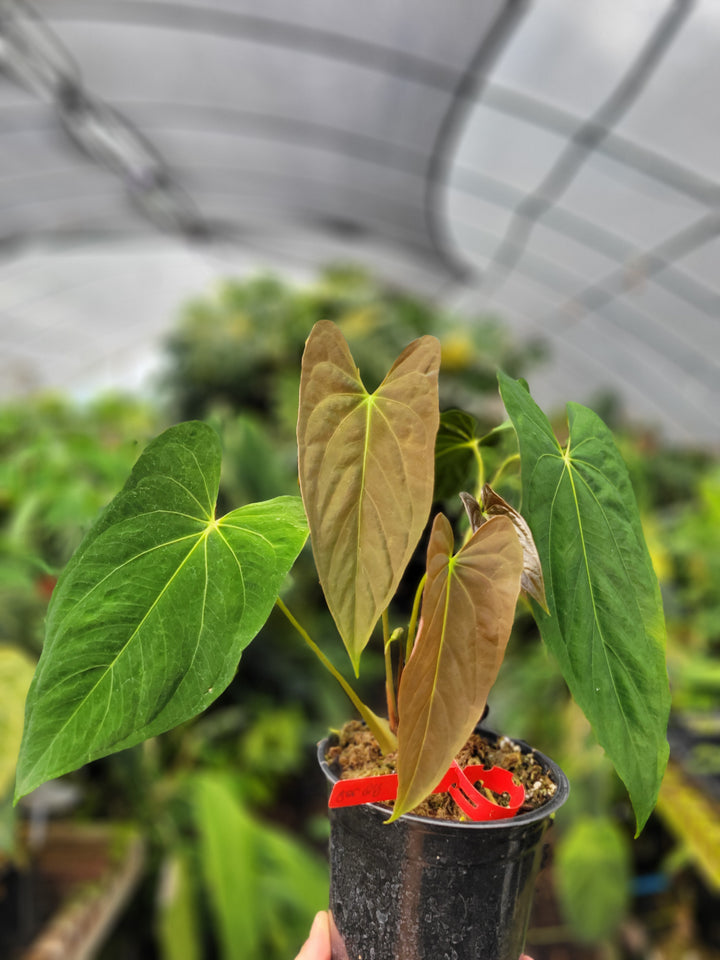 Anthurium Papillilaminum Ree Gardens Clone. 3 Growth Points. Flowering