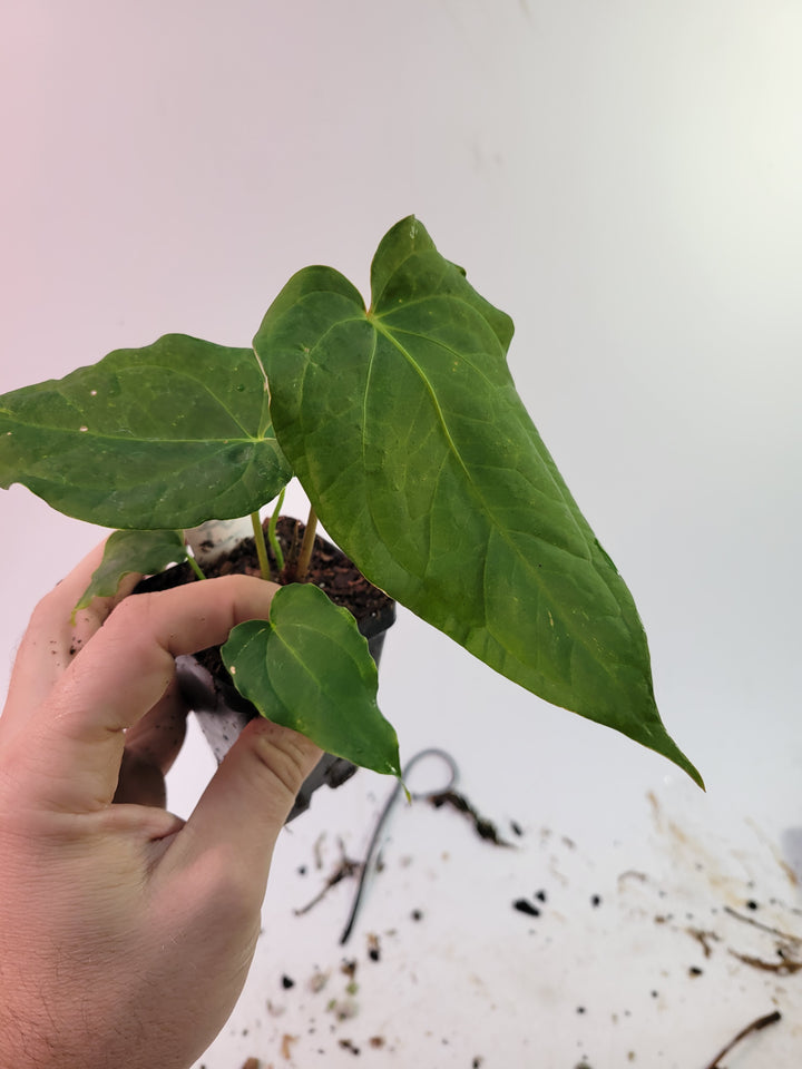 Anthurium (Magnificum x Moronense) X Dr Block F2. Flat sinus triangular leaf hybrid! #k87
