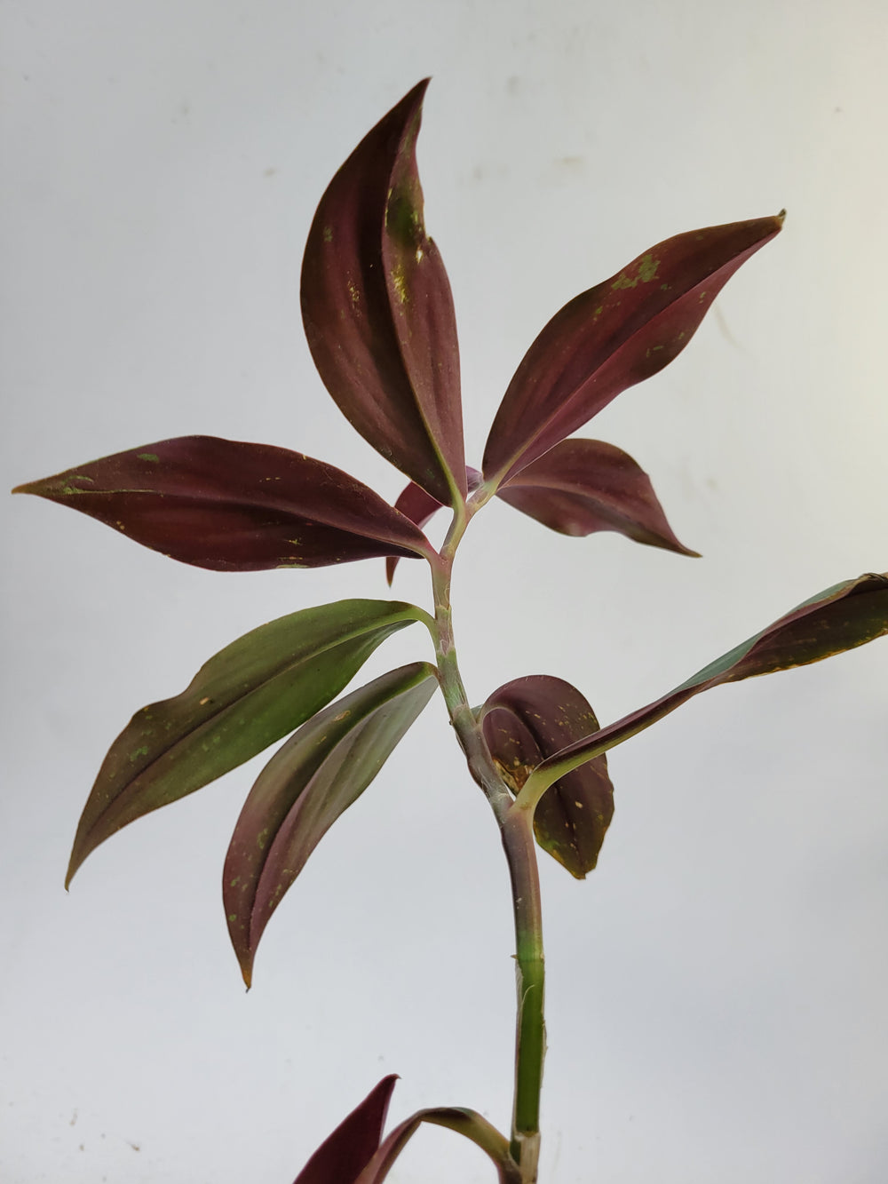 Grey Ghost Costus erythrophyllus ginger -#k94 - Nice Plants Good Pots
