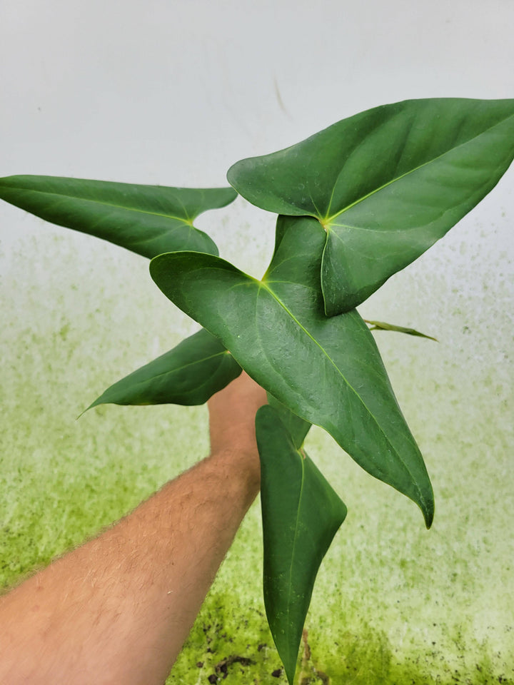 anthurium lucens