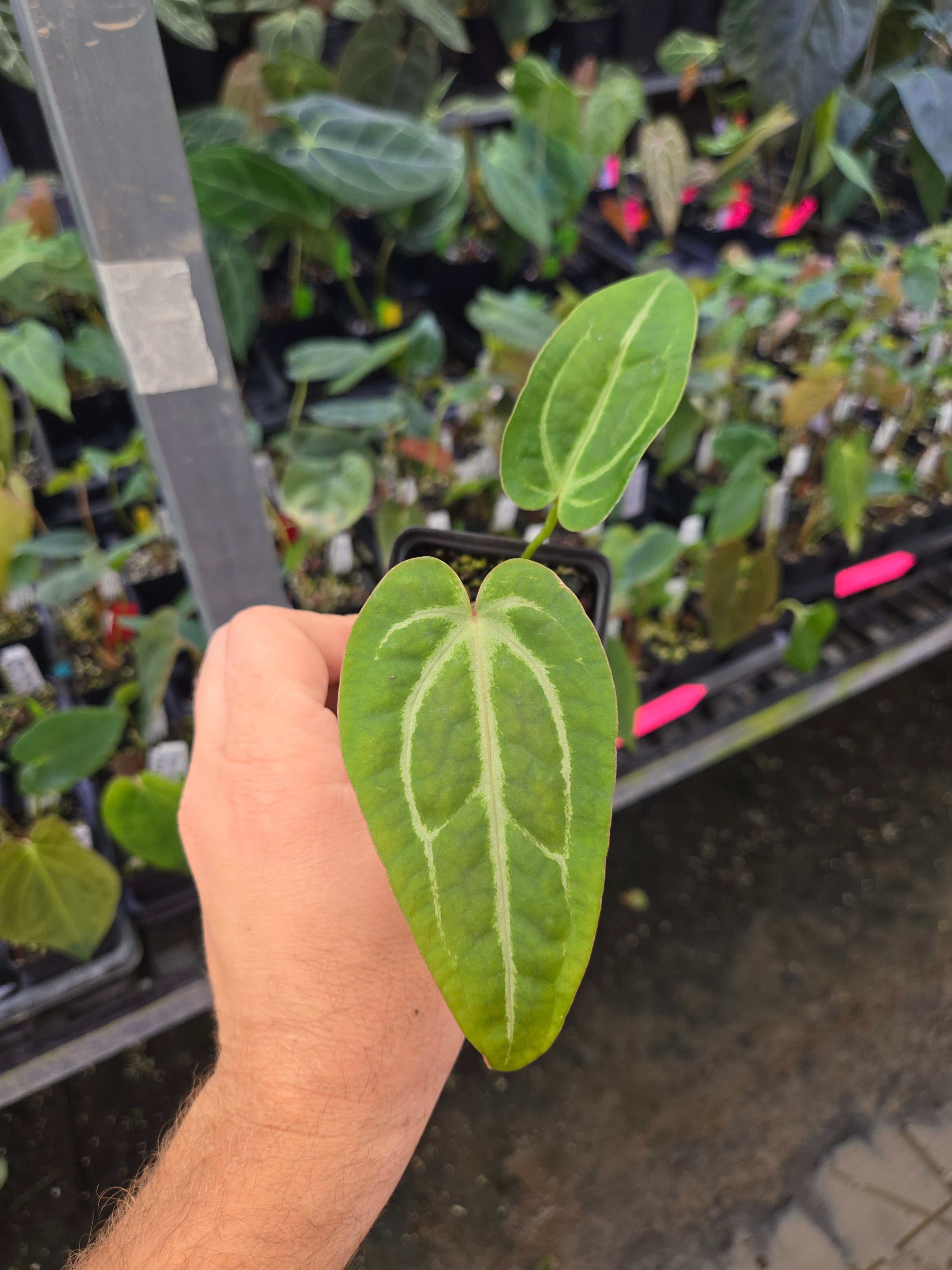 Anthurium 'Swampmannii #3' x ('Rotundatum X' / 'Doc Block Purple F2 #1' (A106)
