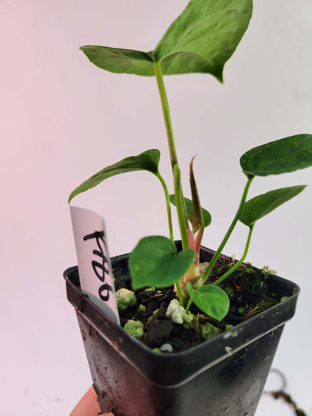 Anthurium (Magnificum x Moronense) X Dr Block F2. Flat sinus triangular leaf hybrid! #k86