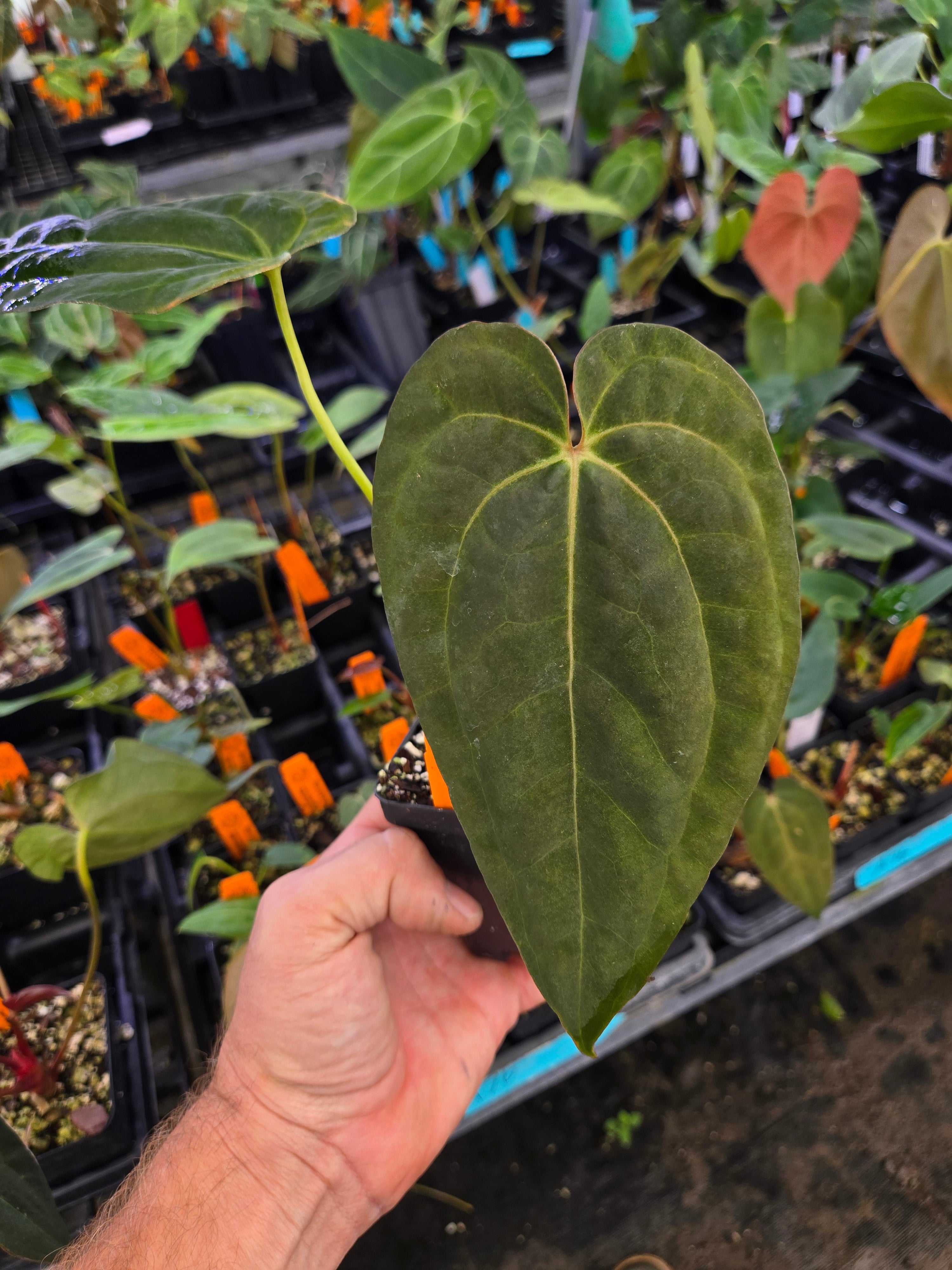 アカリ Anthurium 'Dark & Stormy' x 'AOS Novelty G' (A76) – Nice Plants