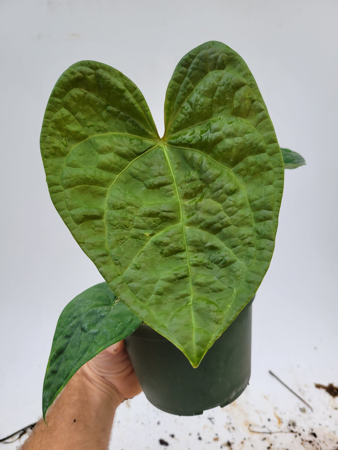 Anthurium Luxurians Open. Rare seen lux hybrid.  New Release! Large Mature Plant! #k113 - Nice Plants Good Pots