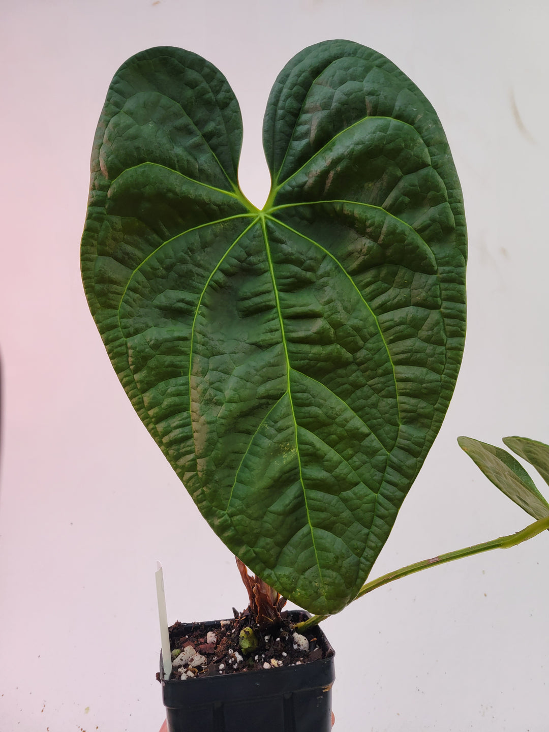 Anthurium Anaconda! Dark Mag x Luxurians.  New Release! Large Mature Plant! #L90