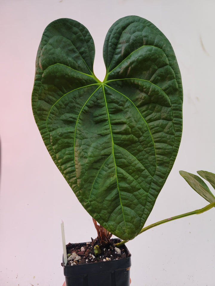 Anthurium Anaconda! Dark Mag x Luxurians.  New Release! Large Mature Plant! #L90 - Nice Plants Good Pots