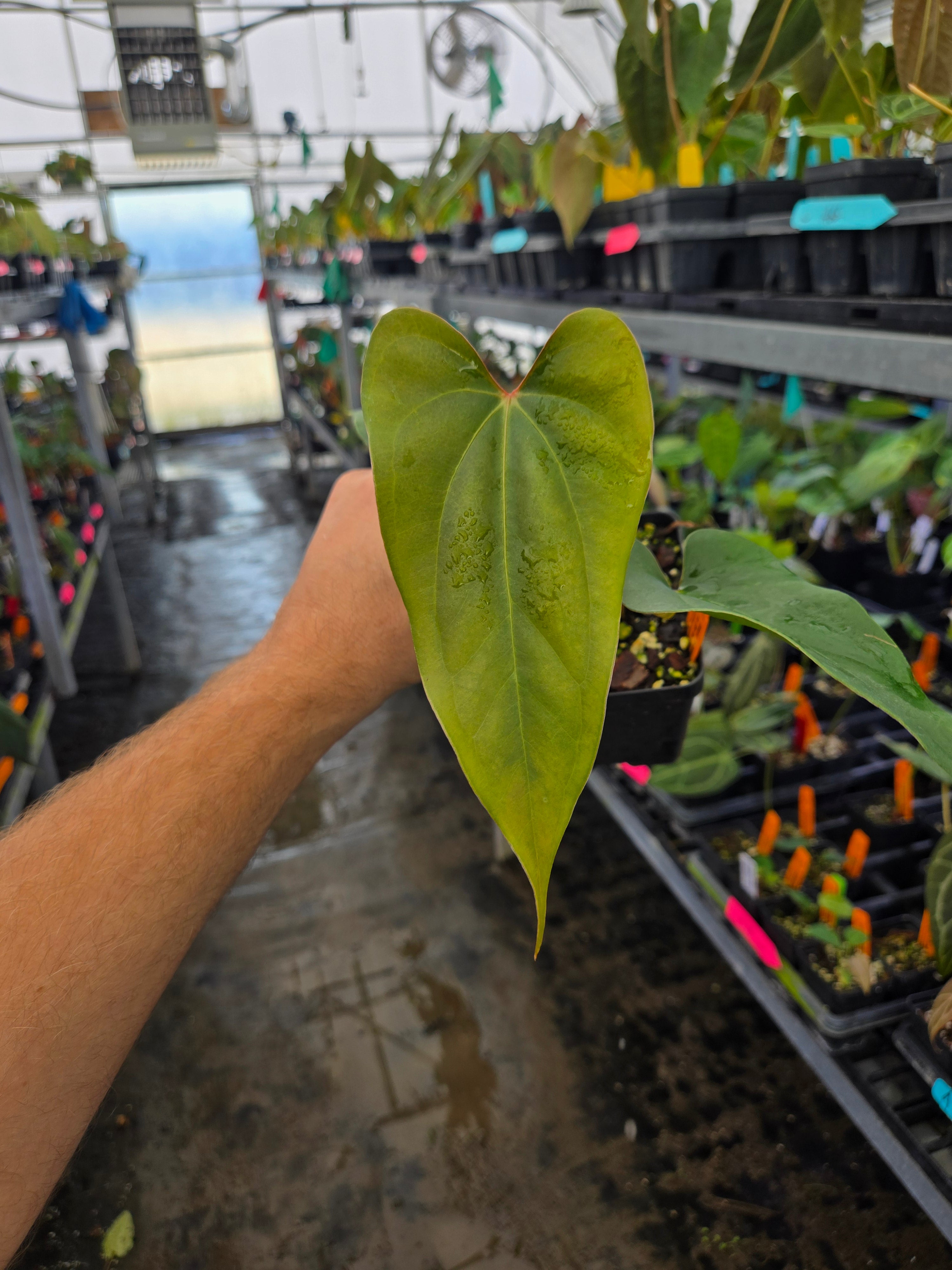 Anthurium 'Tim Anderson Mag Pap #2' x (sp.) Silver Peru (A79)