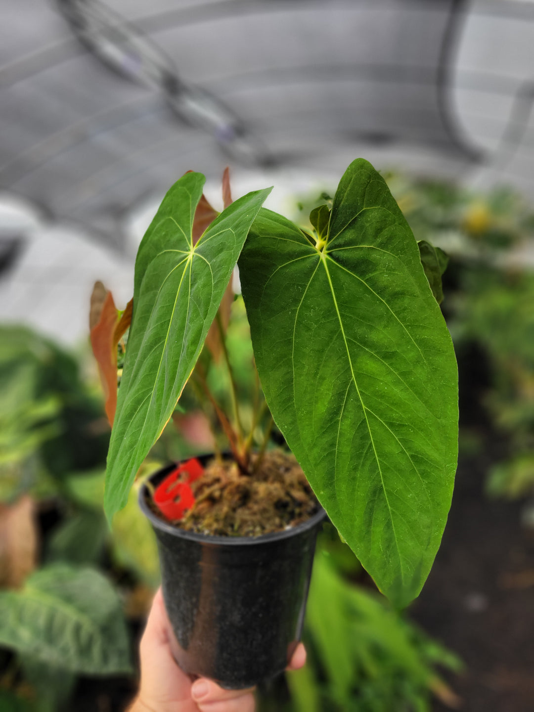 Anthurium Papillilaminum Ree Gardens Clone. 3 Growth Points. Flowering