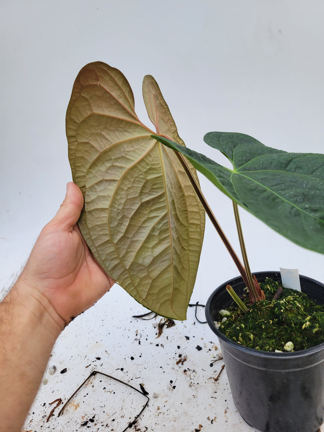 Anthurium Anaconda! Dark Mag x Luxurians.  New Release! Large Mature Plant! #k110 - Nice Plants Good Pots