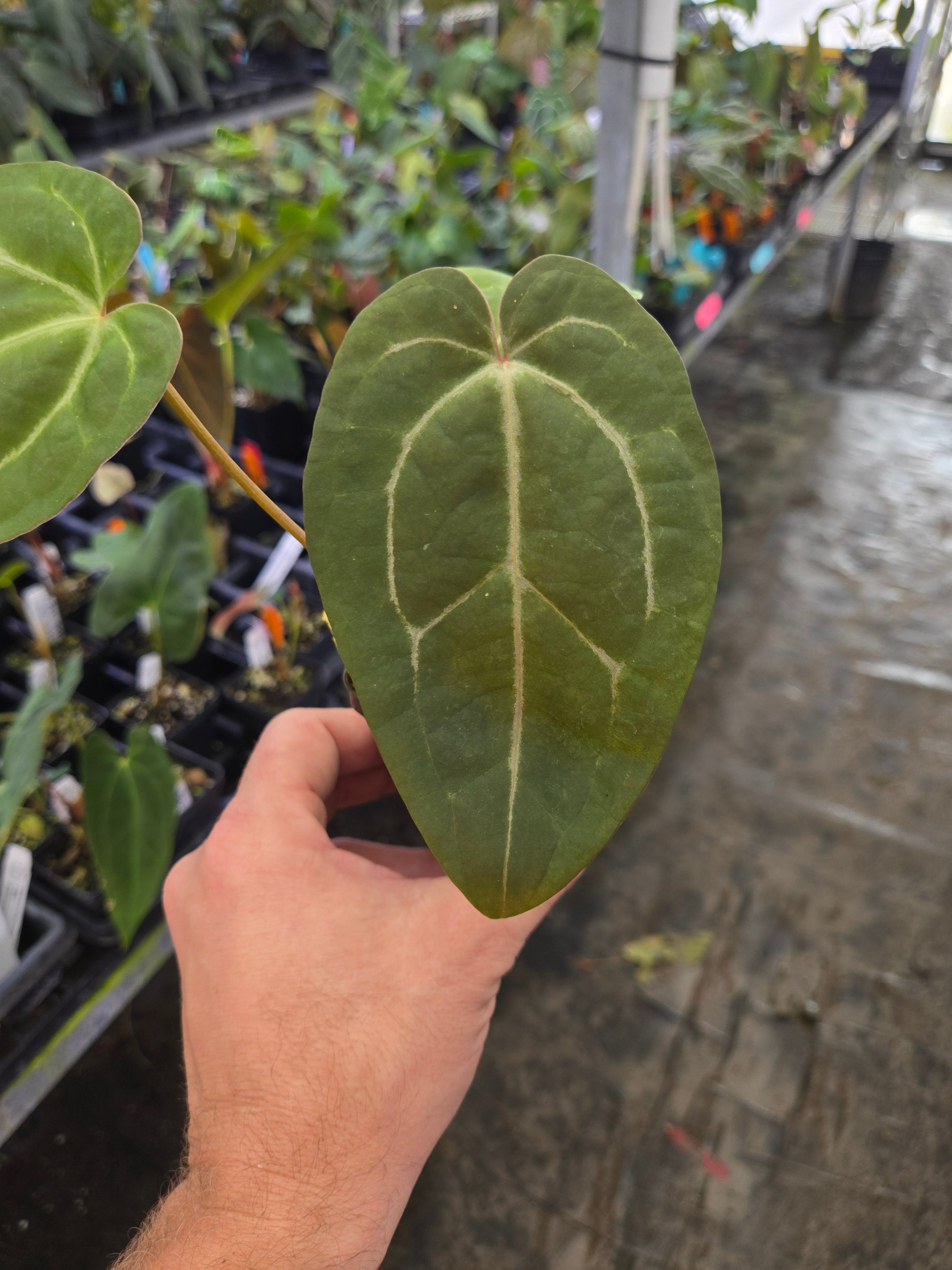 Anthurium ‘Swampmannii Long’ x open (A104)